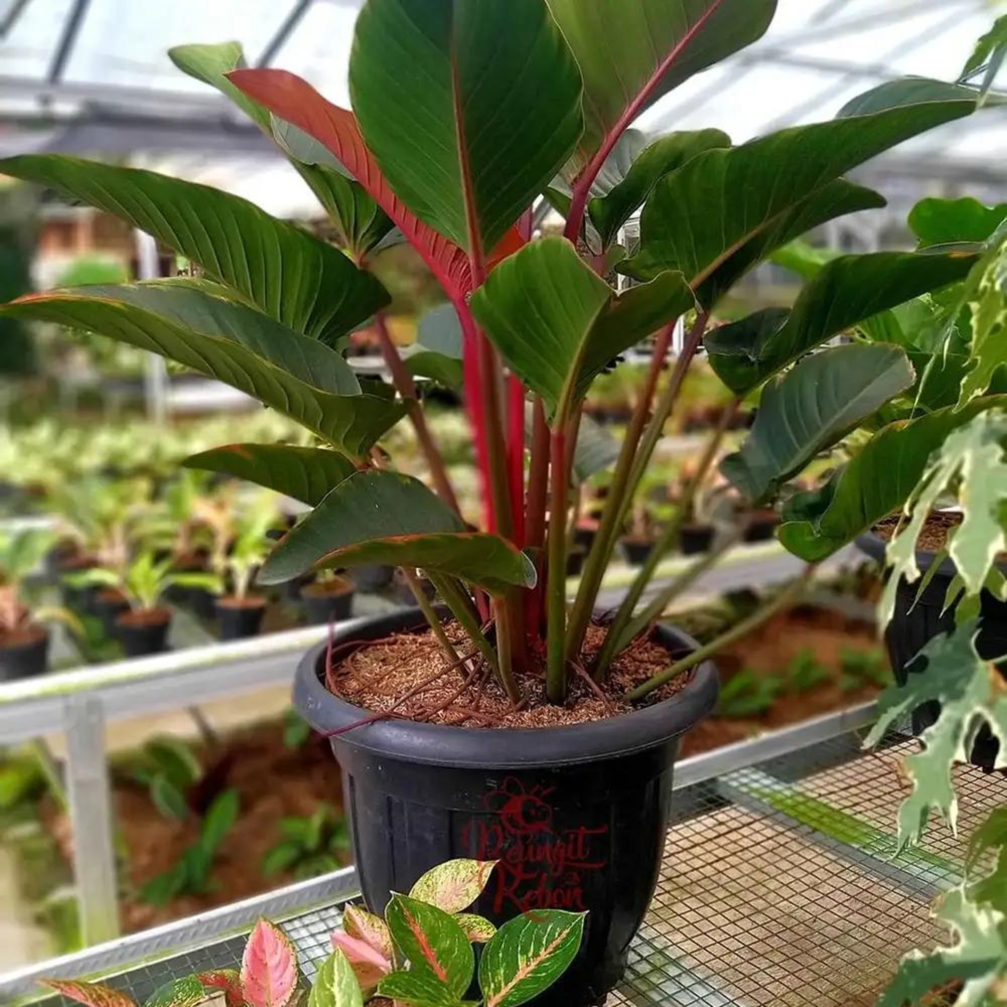 DZ Philodendron Red Congo Indoor Live Plant