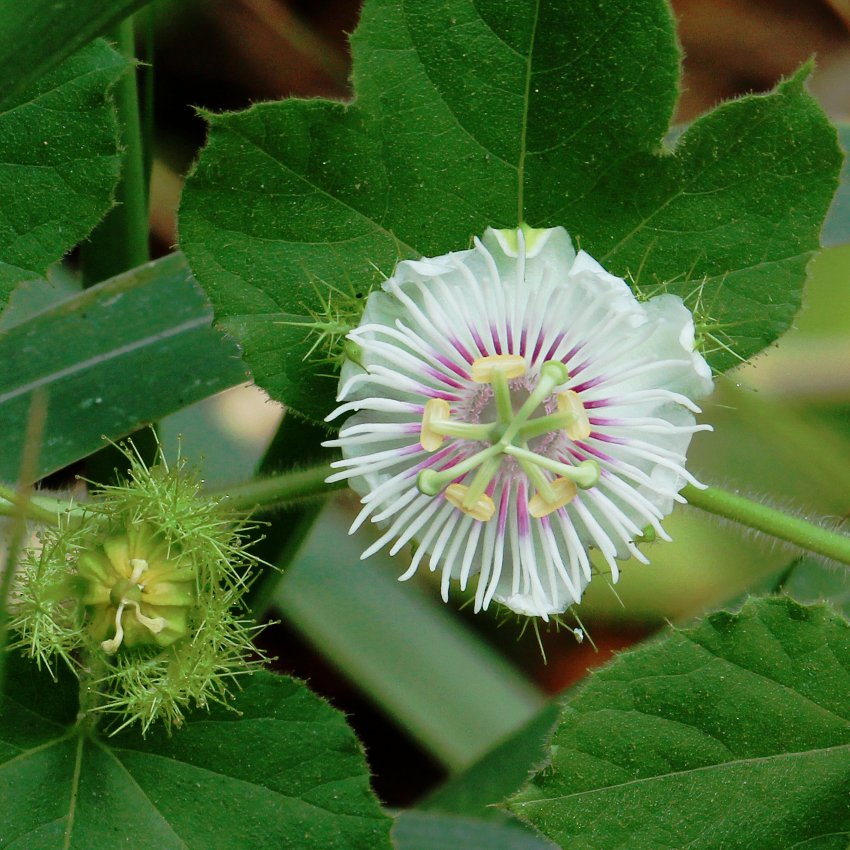 MR Passiflora Caerulea (Krishna Kamal) White Flowering Live Plant