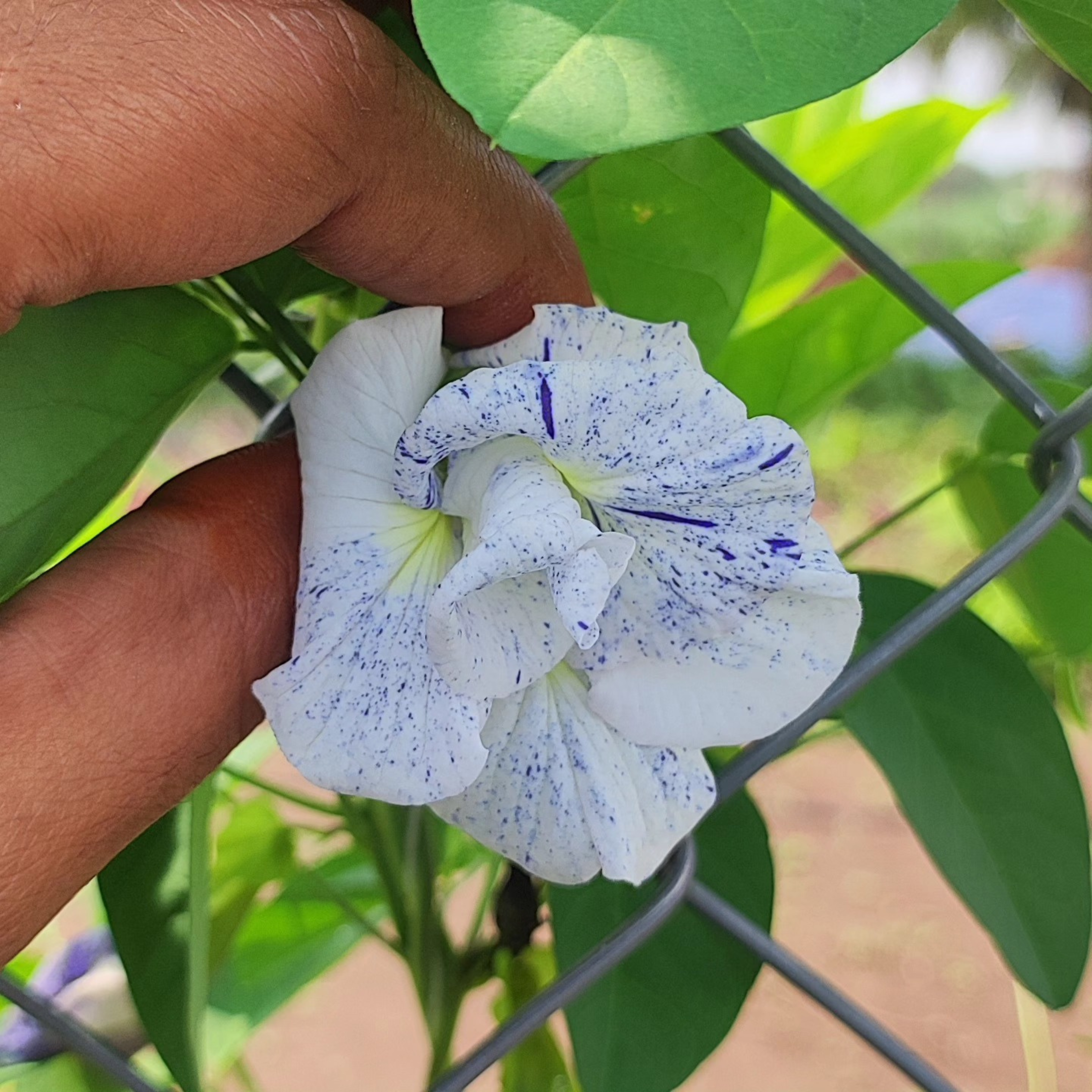 MR Thailand Clitoria (Butterfly Pea) Rare Flowering Live Plant