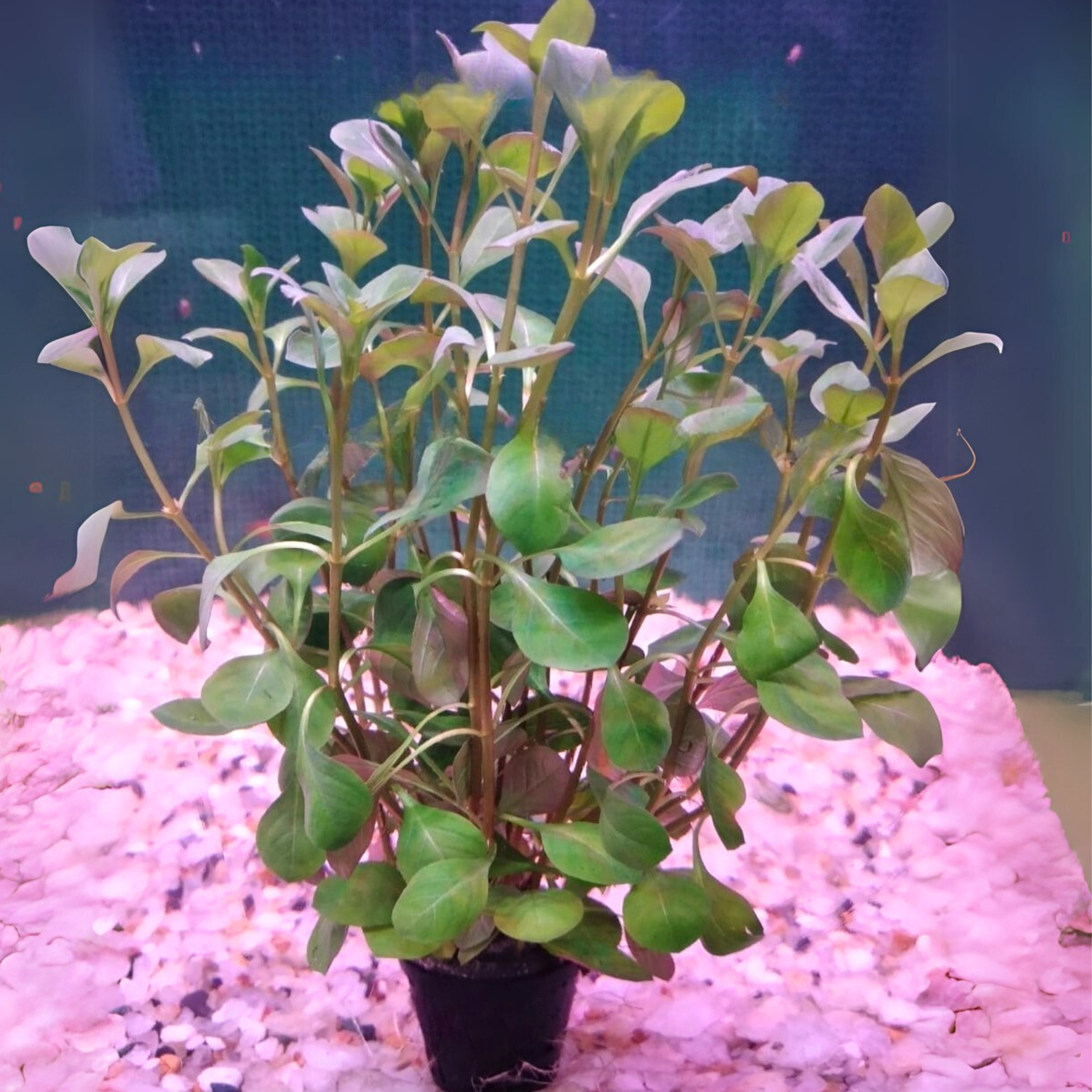 MRWP Ludwigia Ovalis Aquarium Live Plant
