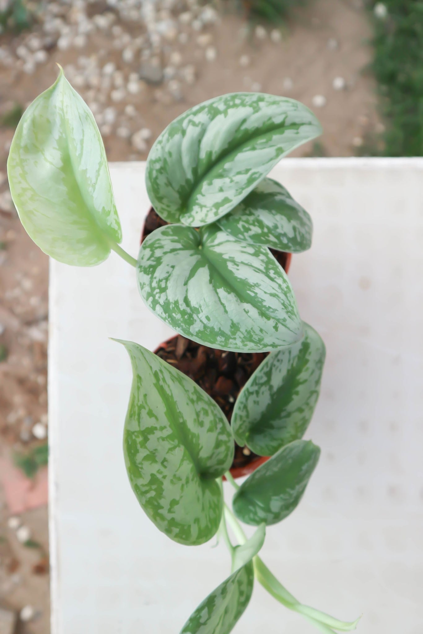 DZ Silver Pothos (Scindapsus pictus) Money Plant Indoor Live Plant - view 4