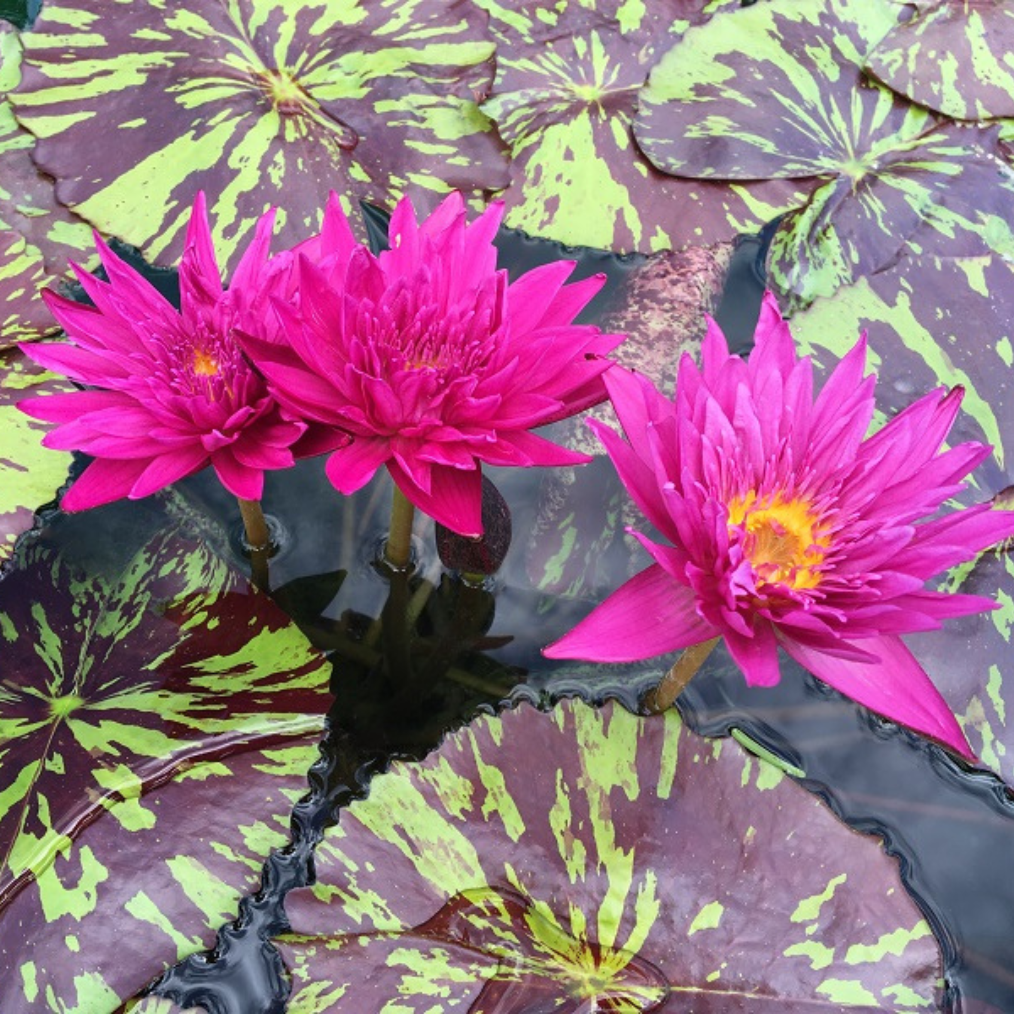DZ Nymphaea Valentine - view 2