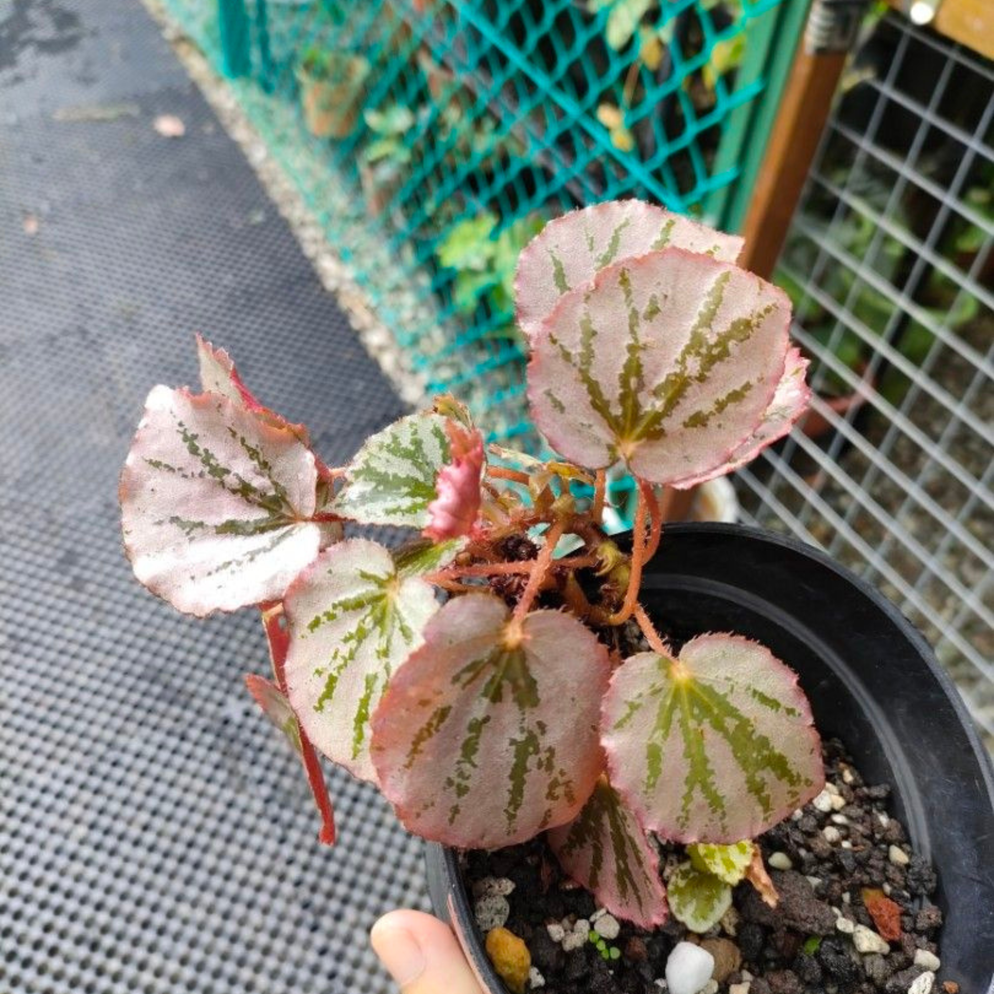 DZ Begonia Martin's Mystery Indoor/Outdoor Live Plant