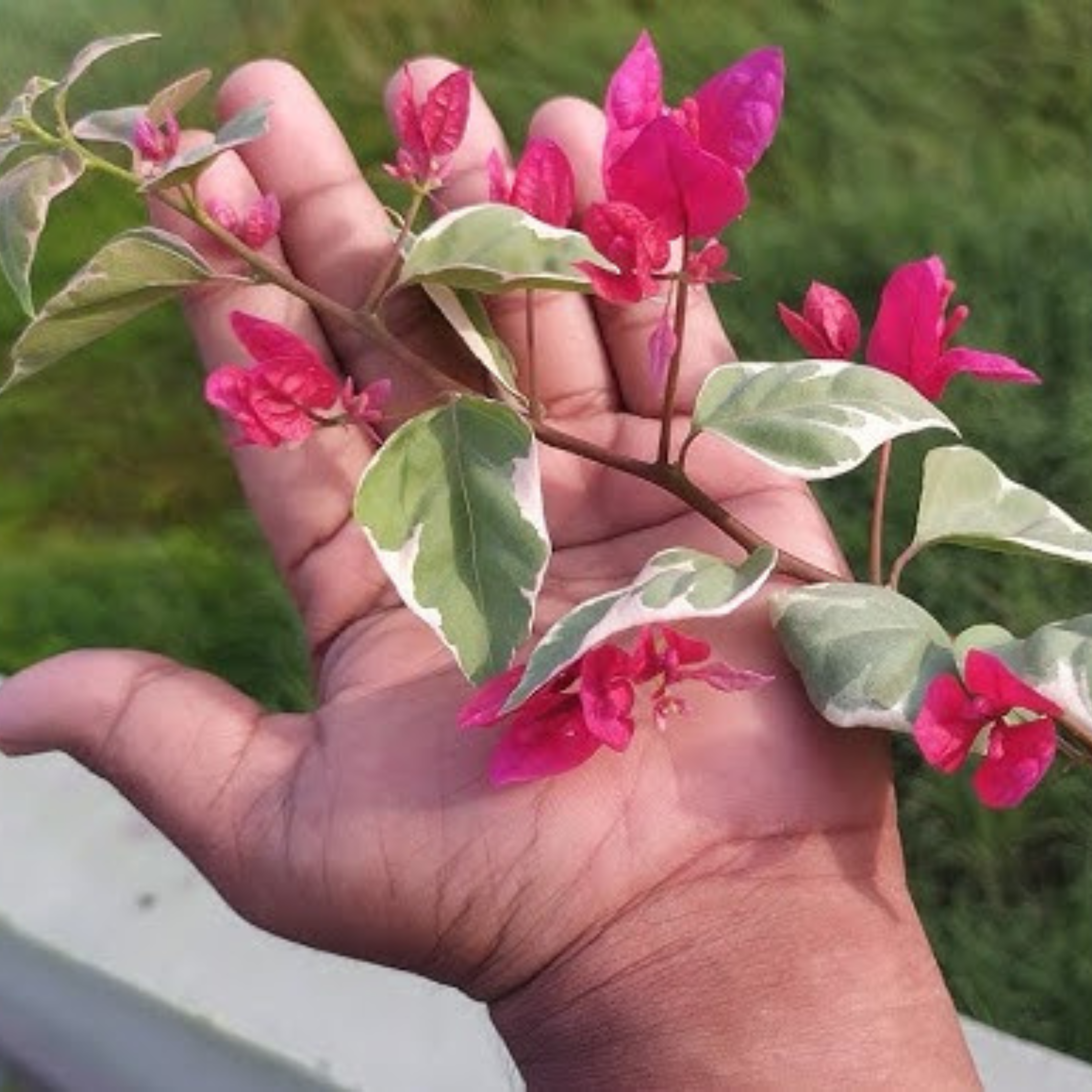 DZ Bougainvillea Variegated Dr.Rao (Paper Flower) Rare Flowering Live Plant - view 2