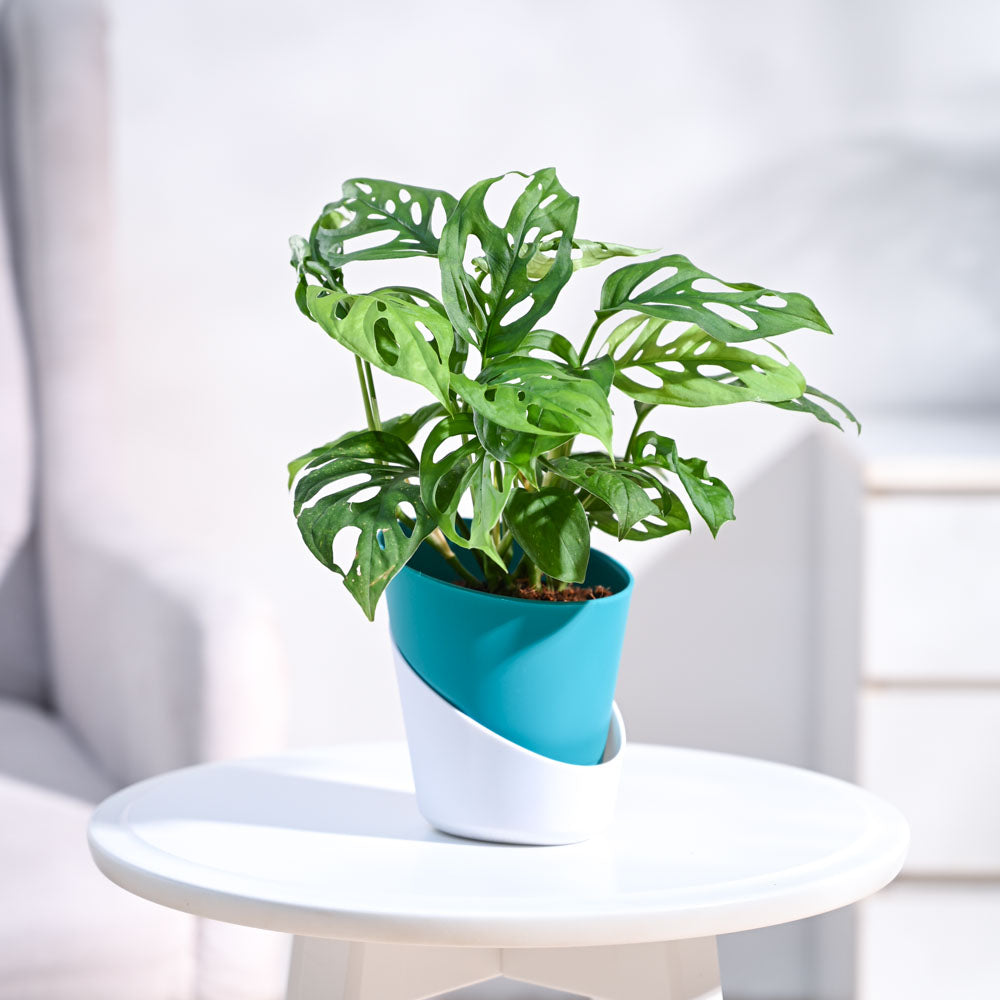 Ugaoo Broken Heart Plant - view 23