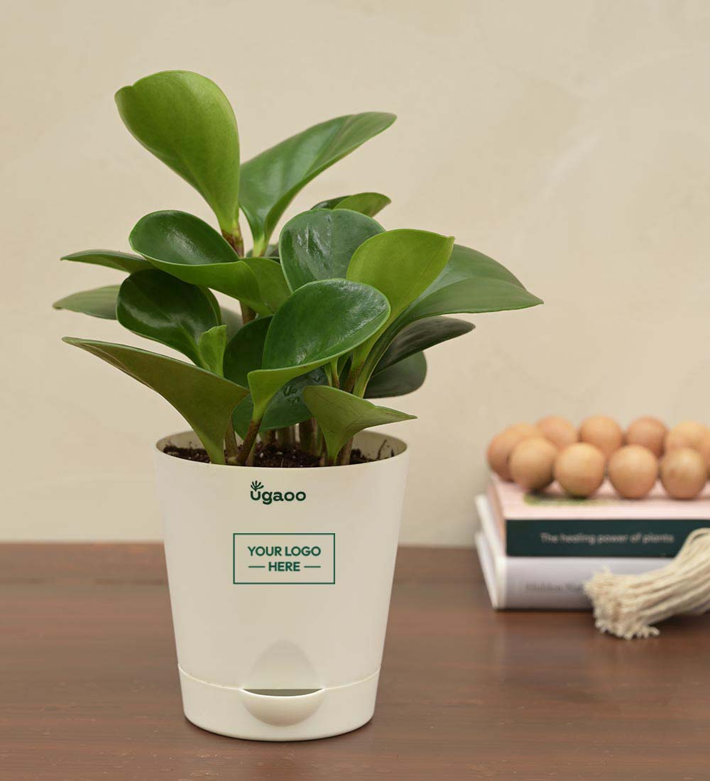 Ugaoo Peperomia Green Plant Corporate Gift Hamper