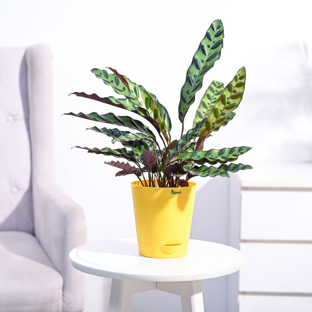 Ugaoo Calathea Rattlesnake Plant - view 32