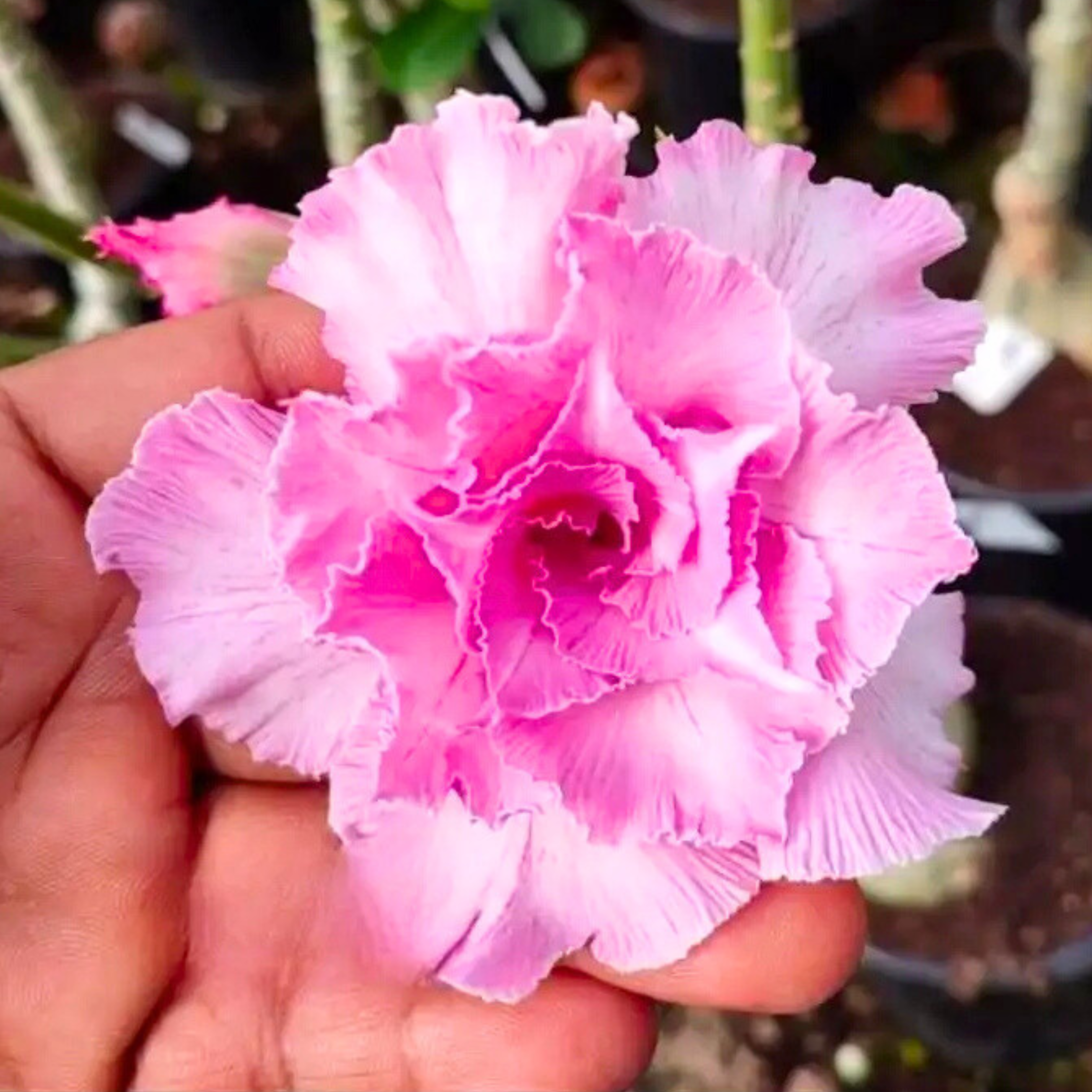 DZ Adenium Rosy 432 Flowering Live Plant - view 2