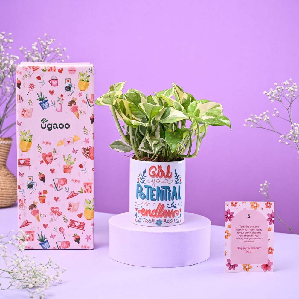 Ugaoo Money Plant N'joy in Ceramic Pot Women's Day Gift