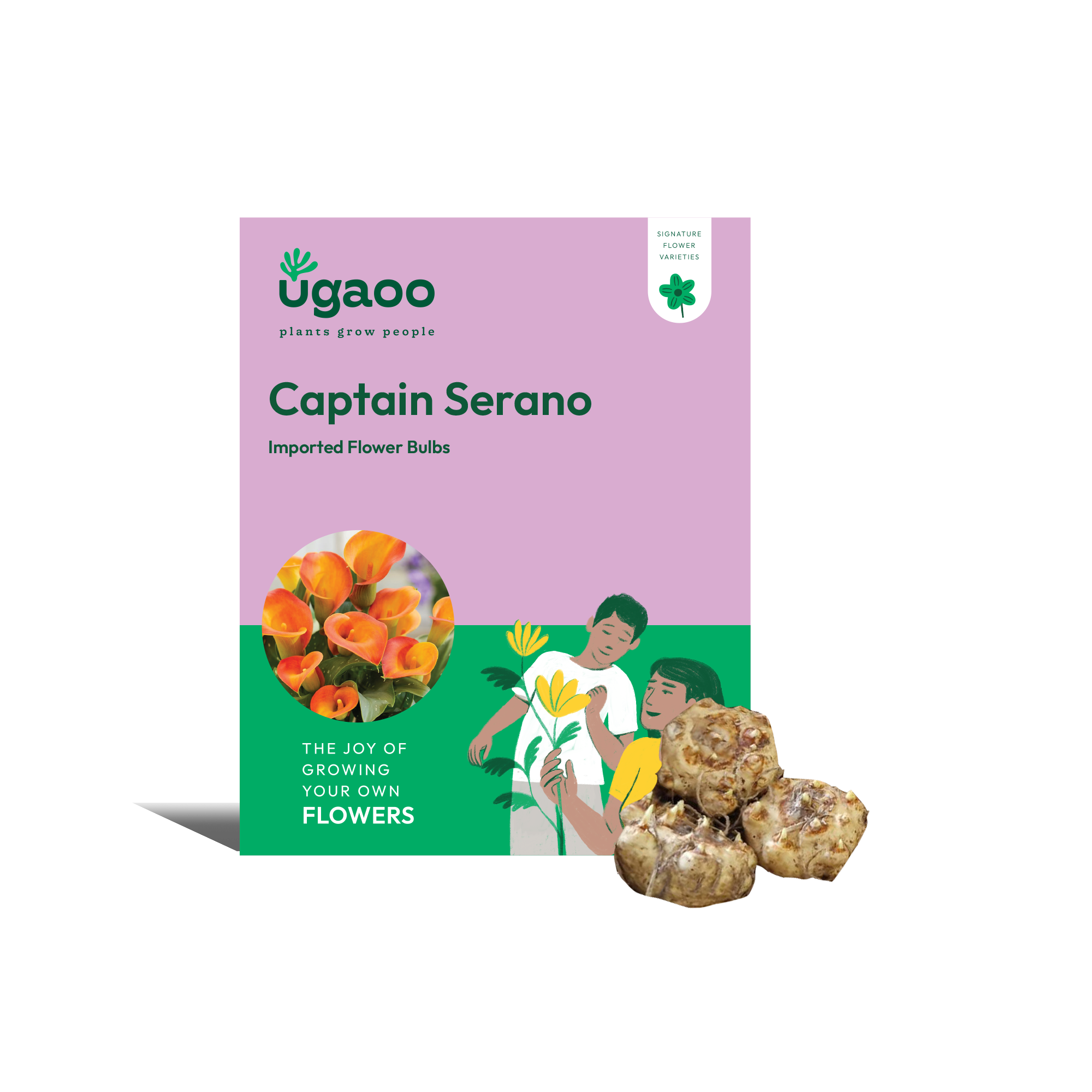 Ugaoo Calla Lily - Captain Serano Bulbs