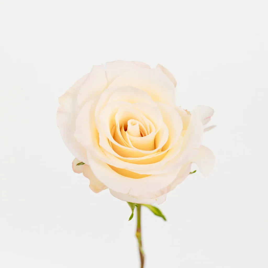 FiftyFlowers Creamy Ivory Pearl Roses - view 3