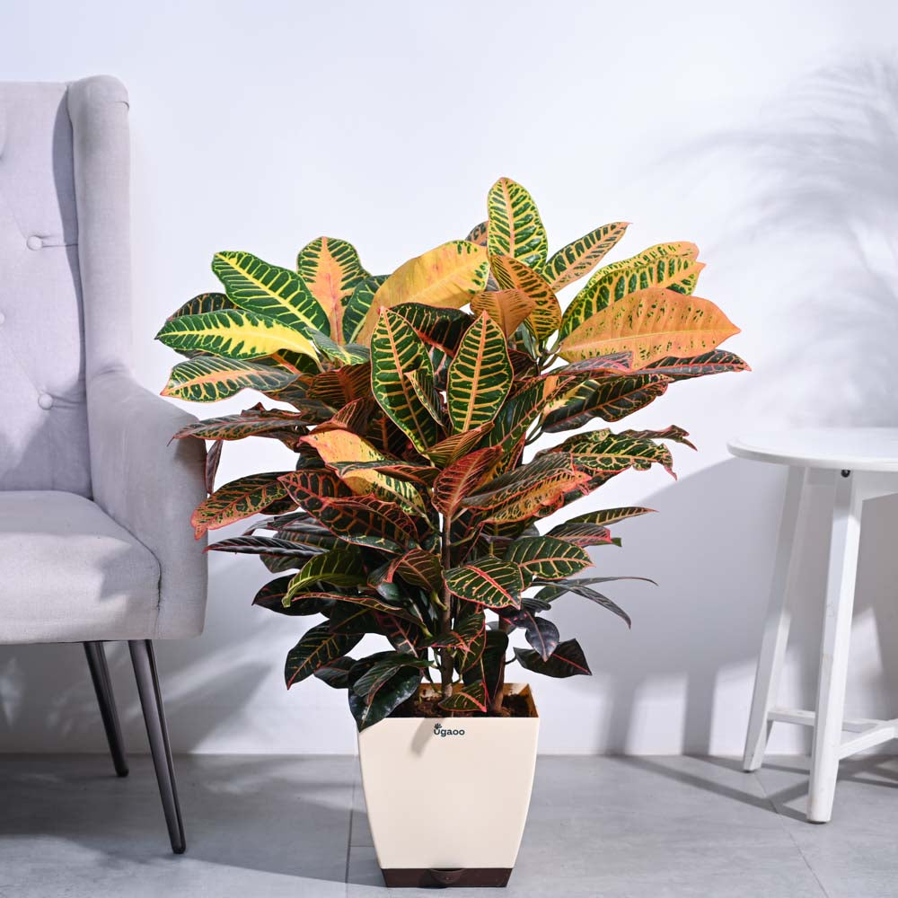 Ugaoo Croton Petra XL