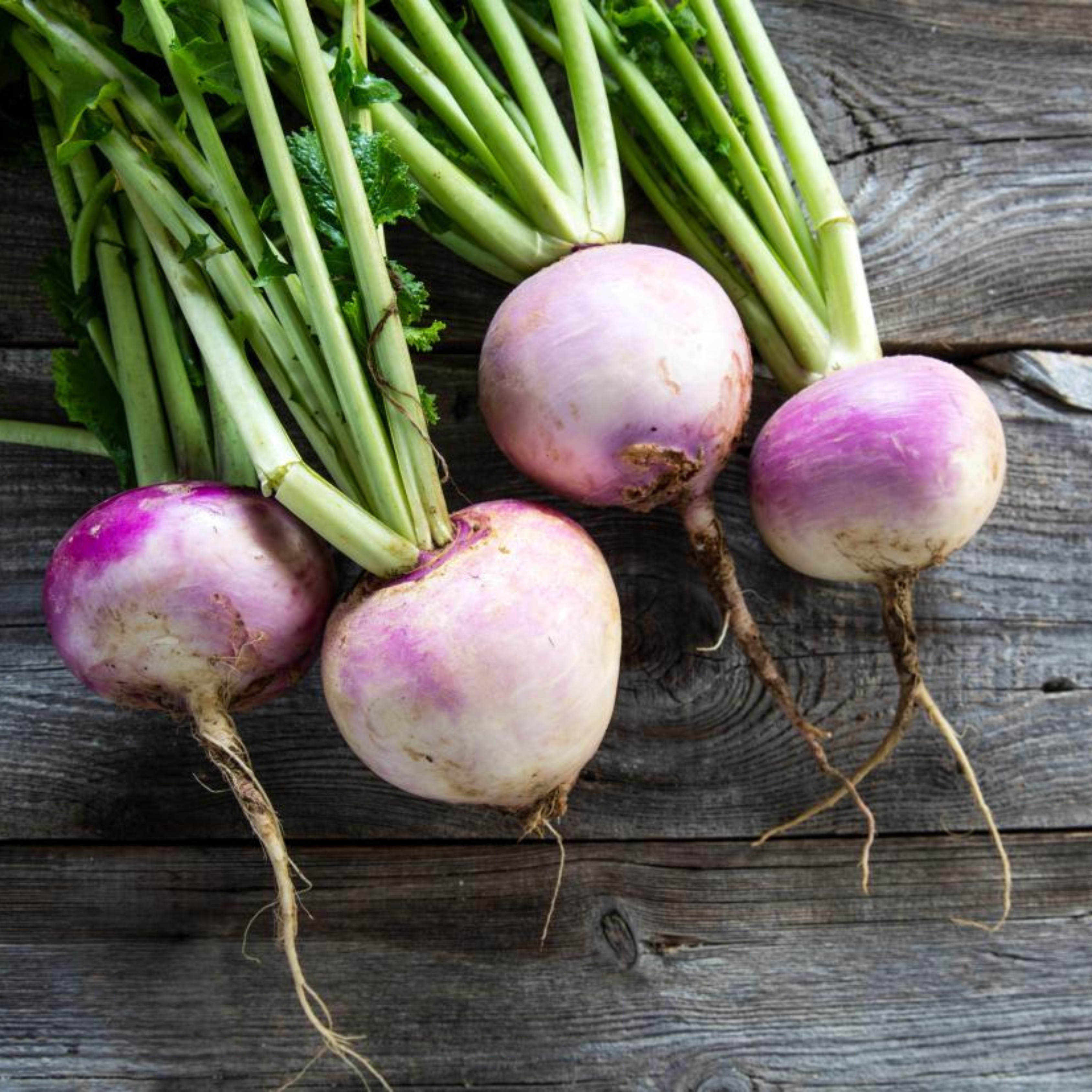 Seed2Plant Organic Turnip Purple Top (शलजम) Seeds - Open Pollinated