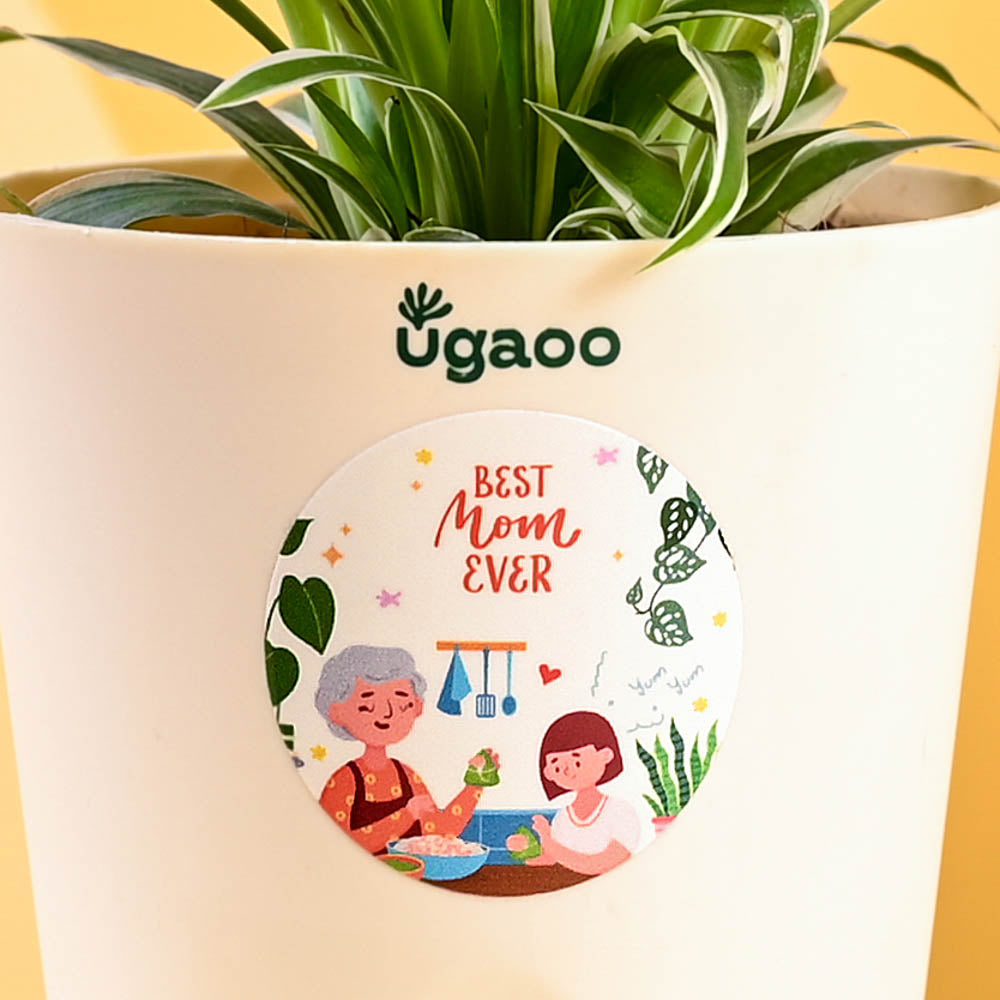 Ugaoo Spider Plant For Mother's Day Gifting - view 4