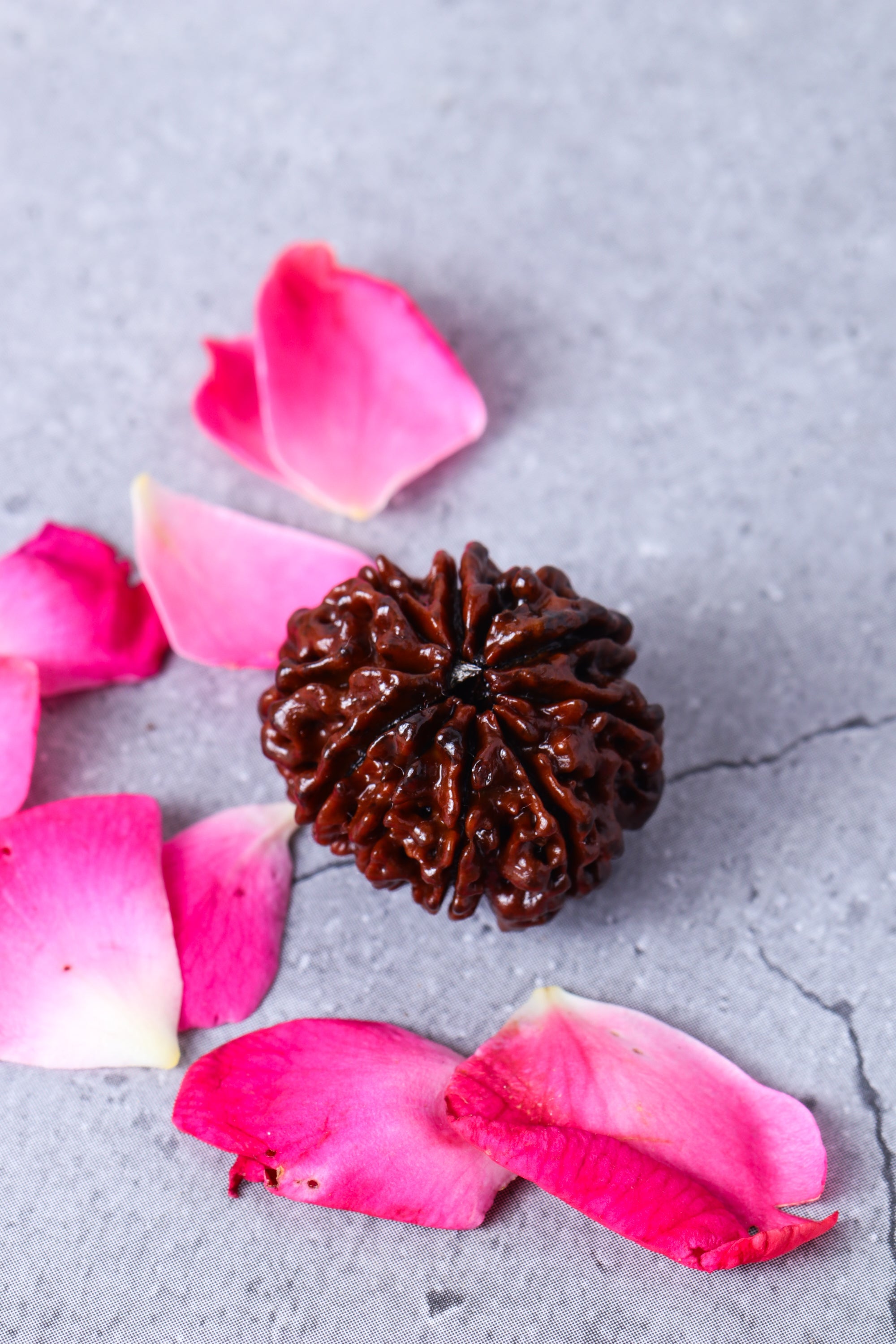 Studio Vaidik 10 mukhi Natural Rudraksha - view 2