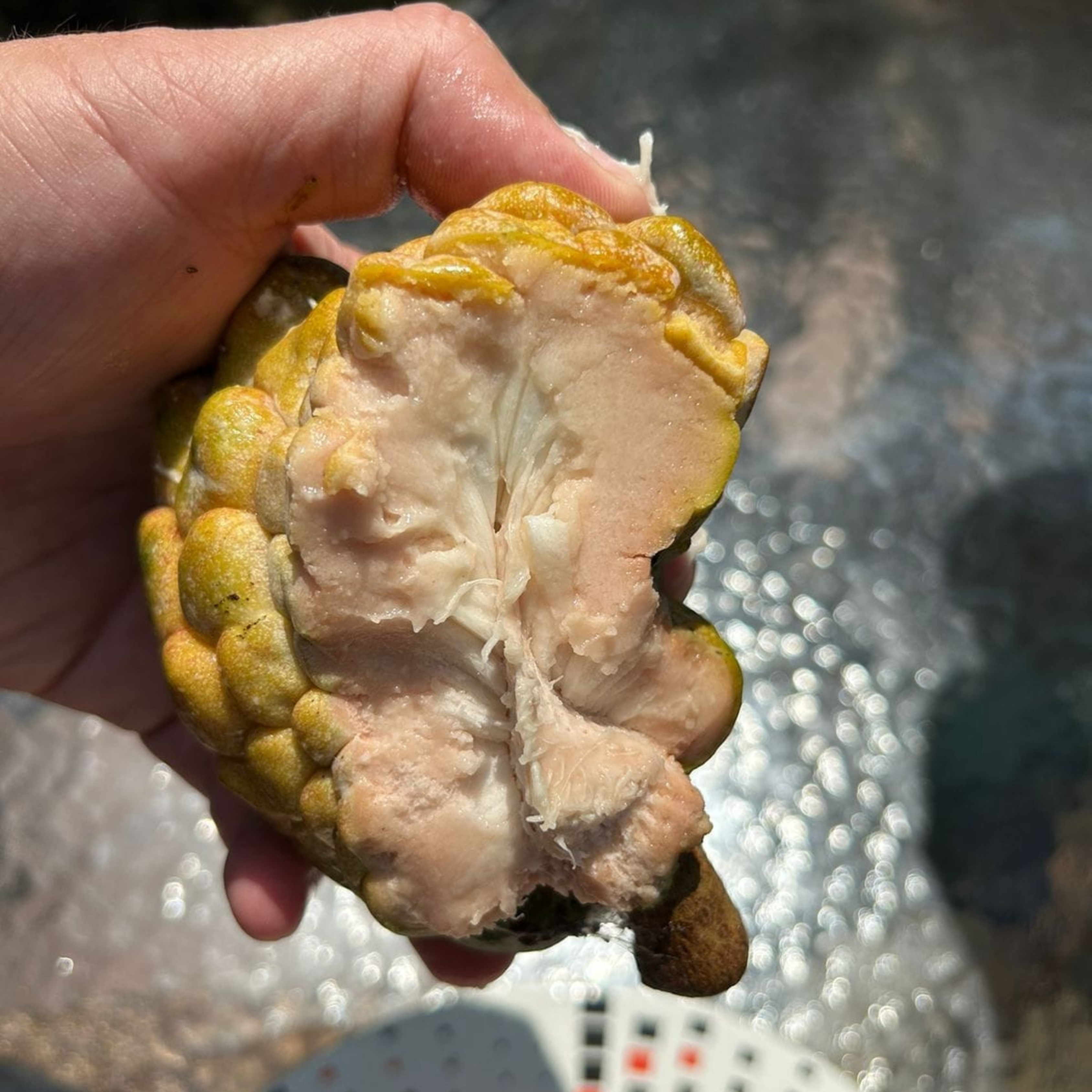 VL Pink Turkey Head (Annona reticulata) Fruit Live Plant