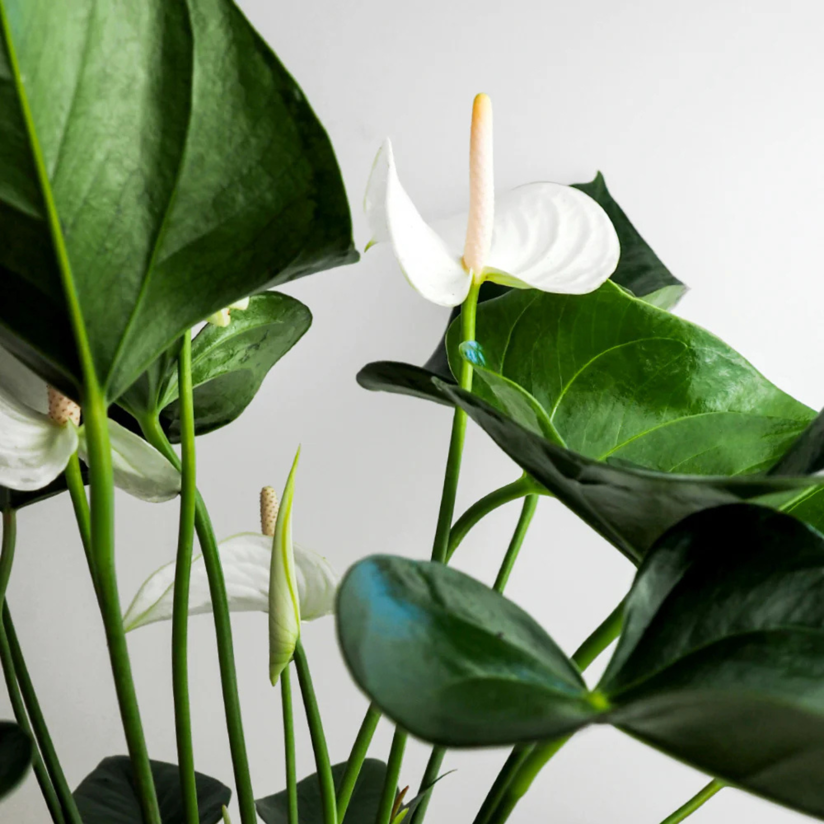 DZ Dwarf Anthurium Andraeanum White Heart Indoor/Outdoor Live Plant