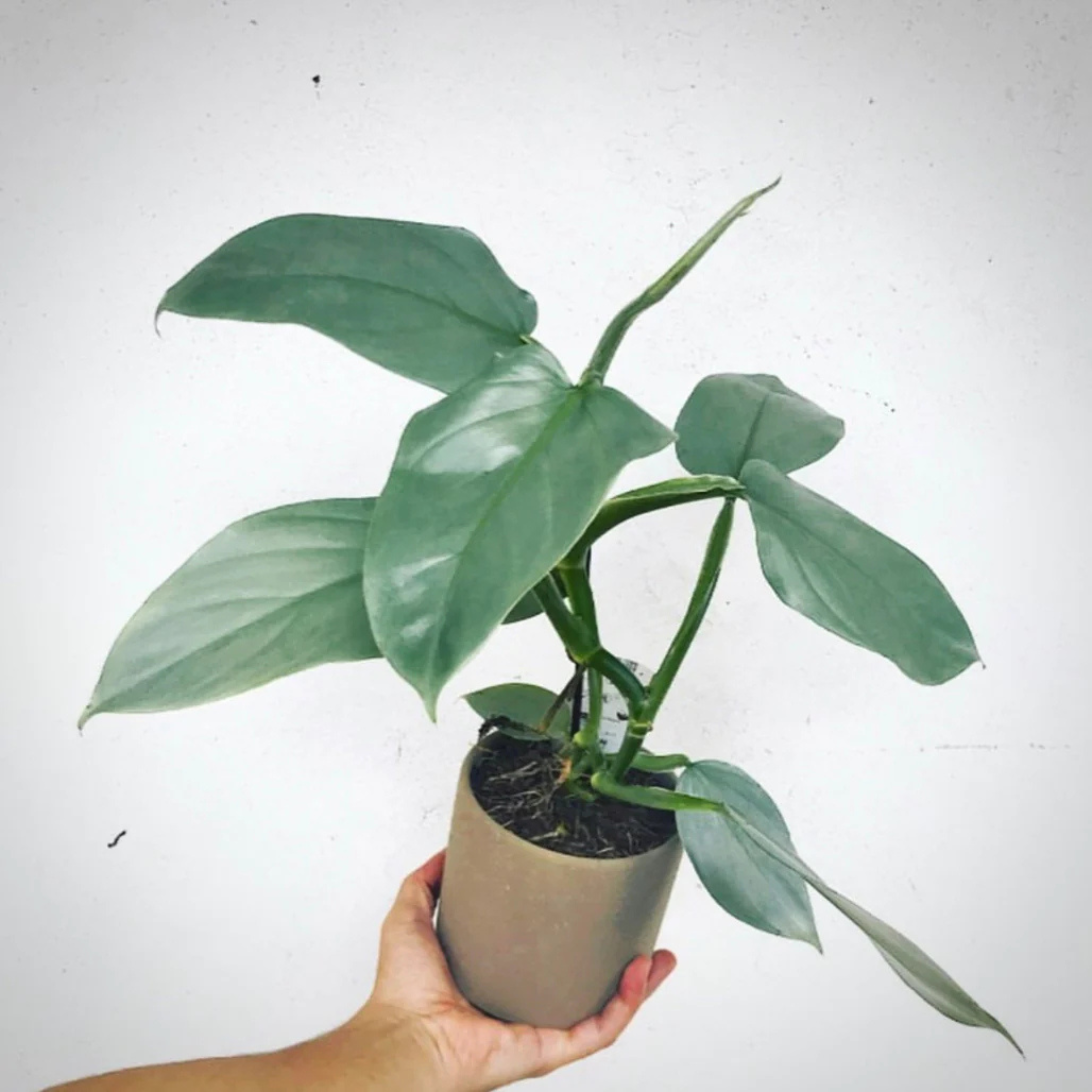 MR Philodendron Hastatum Indoor / Outdoor Live Plant