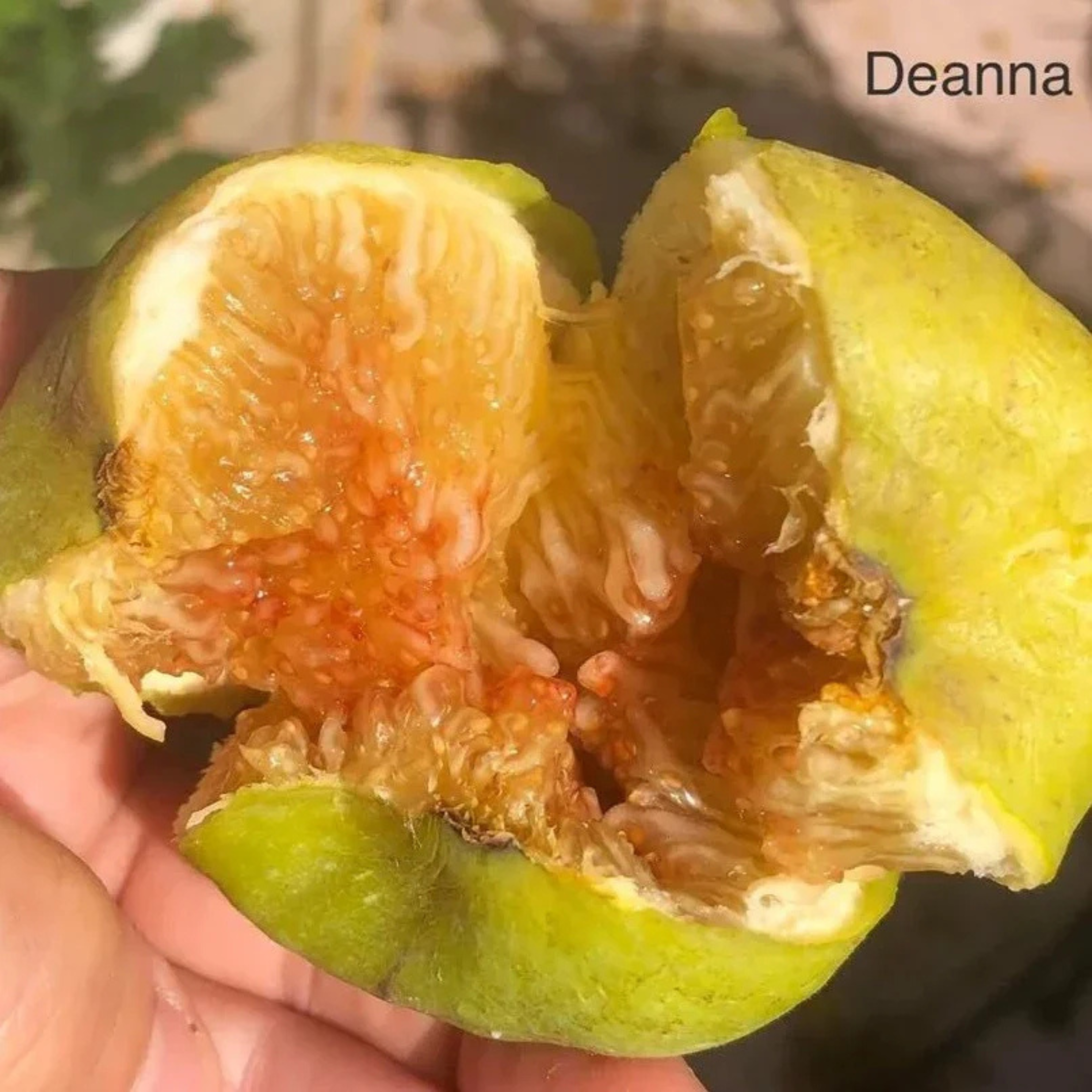 VL Deanna Fig (Ficus carica 'Deanna') Live Plant
