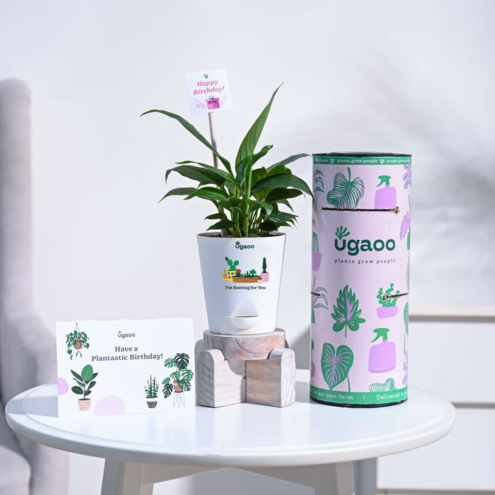 Ugaoo Peace Lily Birthday Gift Hamper - view 2