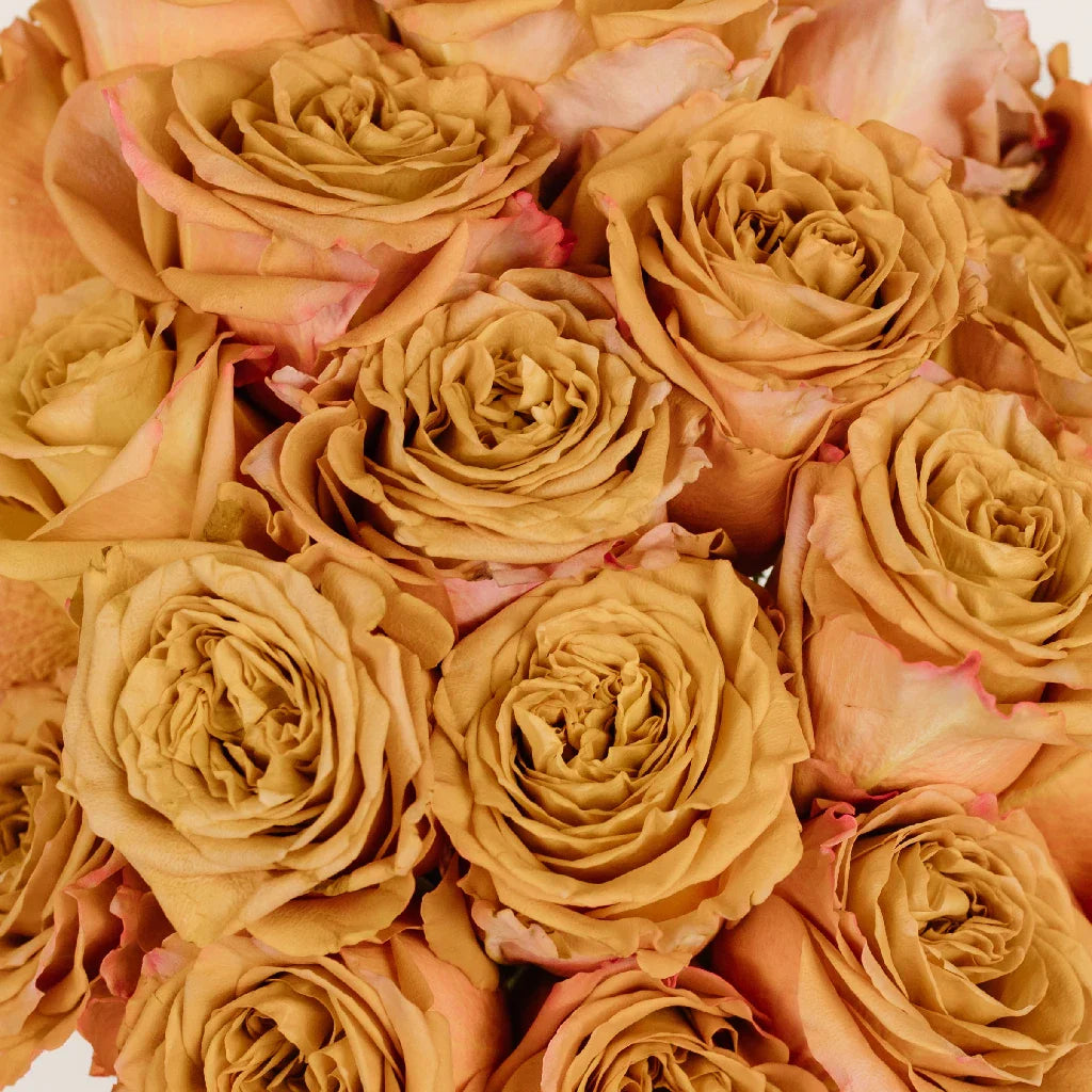 FiftyFlowers Pumpkin Spice Garden Roses