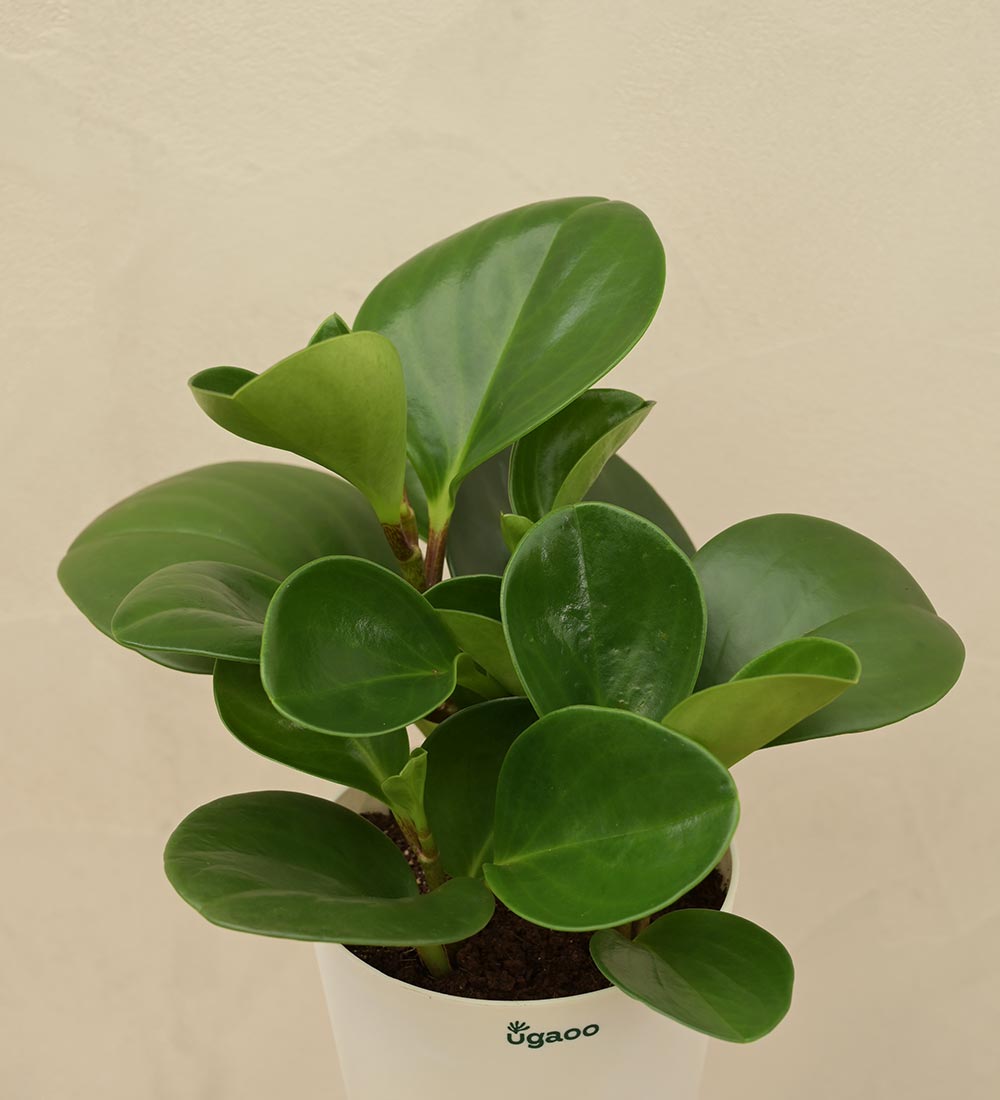 Ugaoo Peperomia Green Plant For Environment Day Gifting - view 2