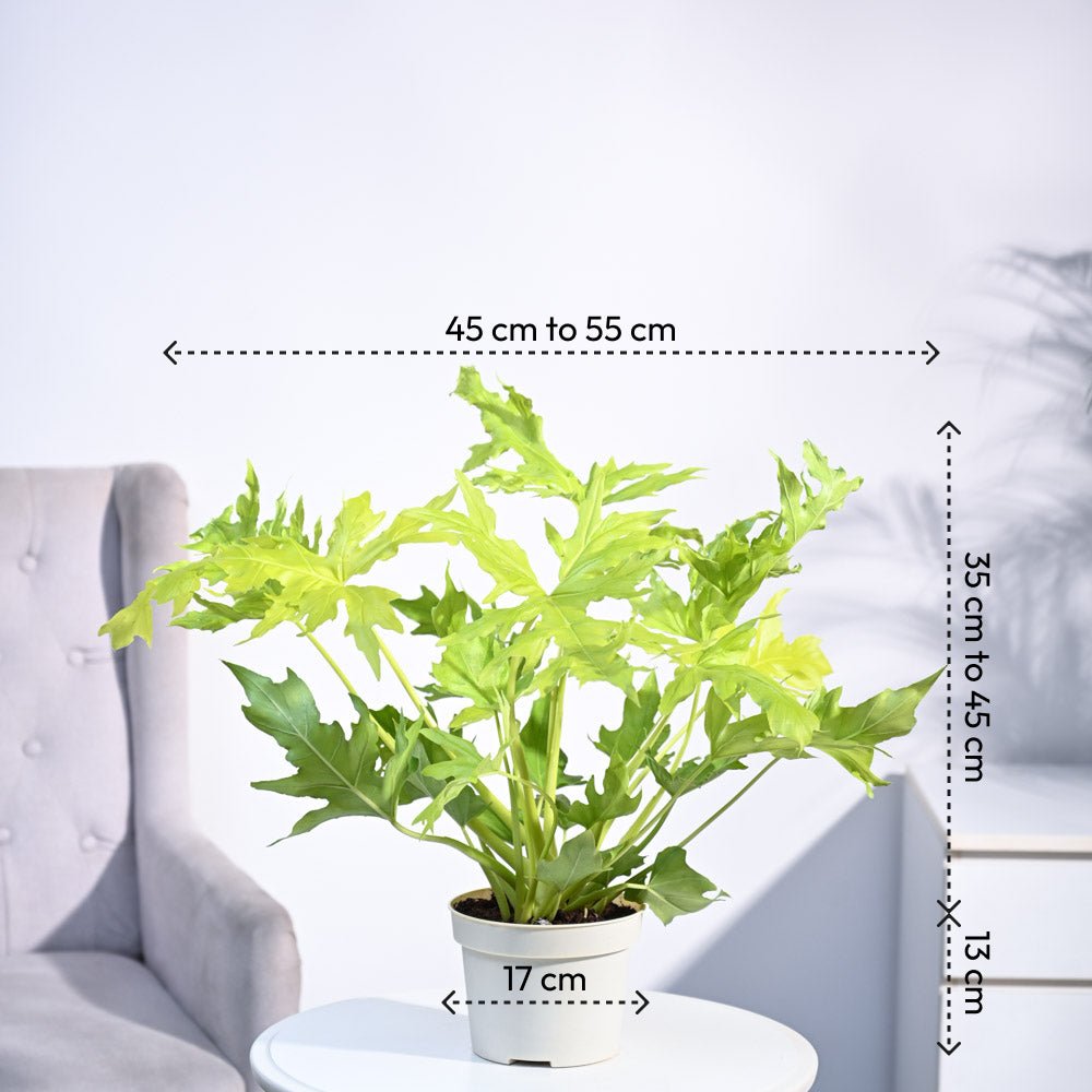 Ugaoo Philodendron Selloum Golden Plant - view 4