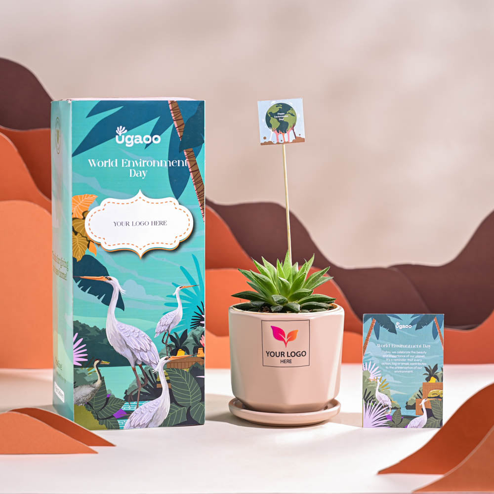 Ugaoo Haworthia Turgida For Environment Day Gifting