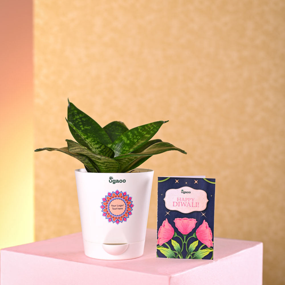 Ugaoo Snake Plant - Green Diwali Gift - view 4