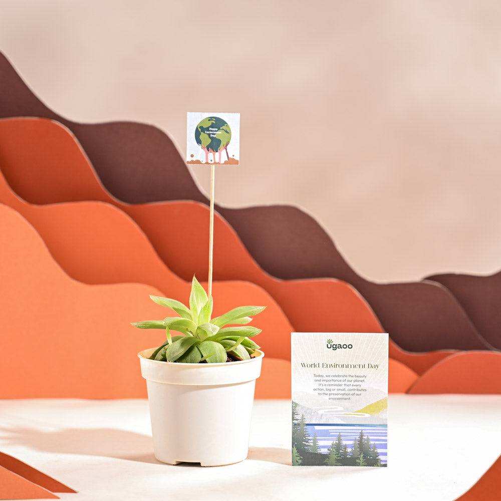 Ugaoo Haworthia Cooperi Fleshy For Environment Day Gifting - view 56