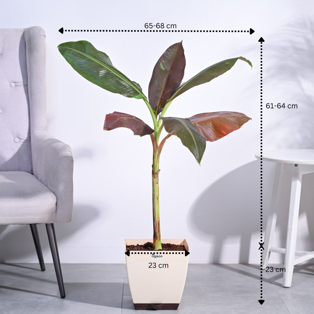 Ugaoo Banana Siam Red XL - view 4