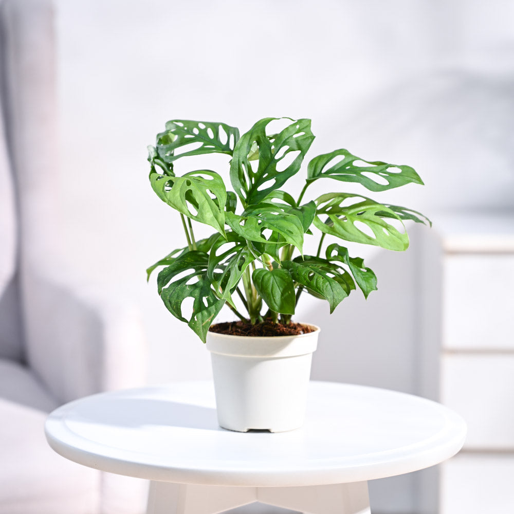 Ugaoo Broken Heart Plant - view 3
