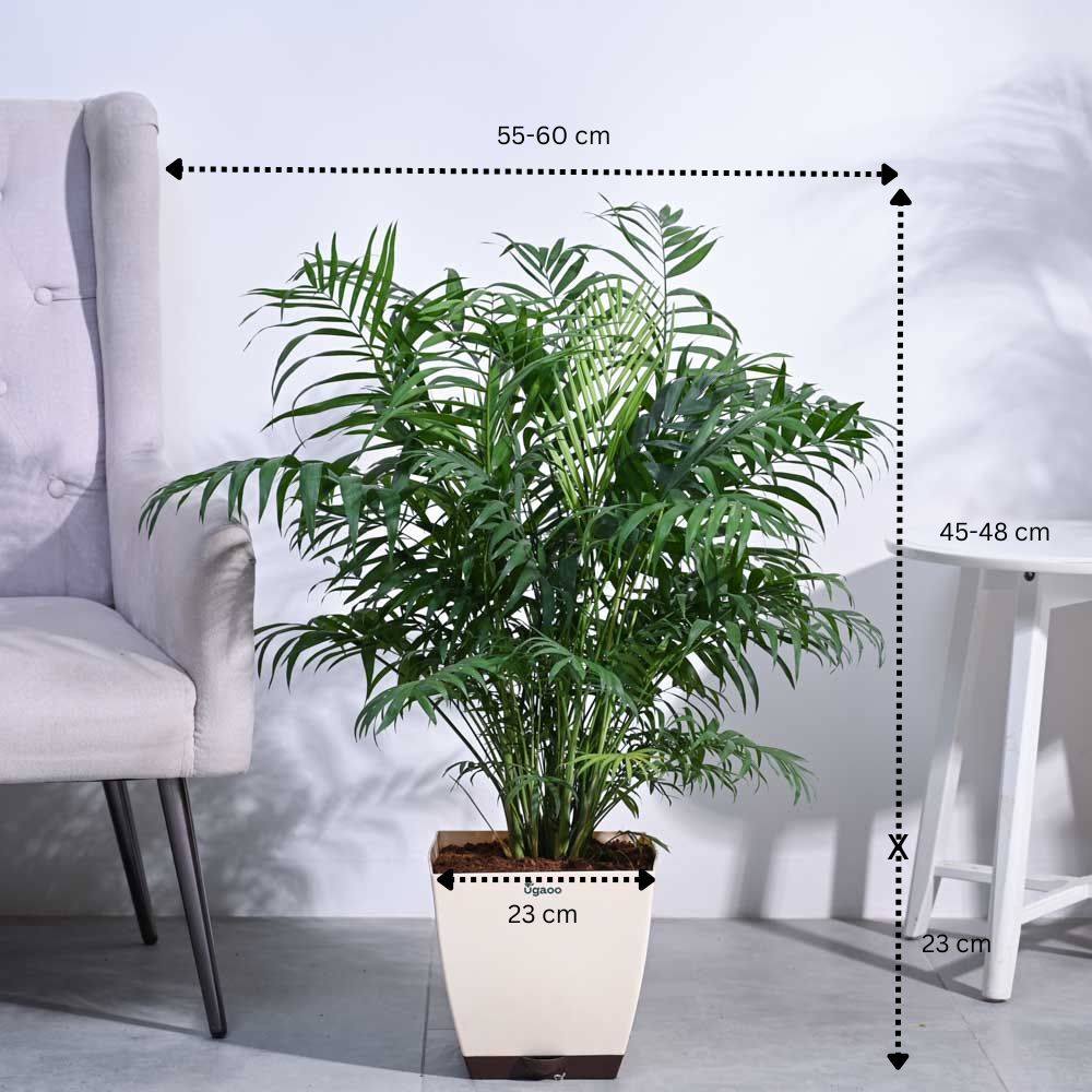 Ugaoo Bamboo Palm XL - view 3