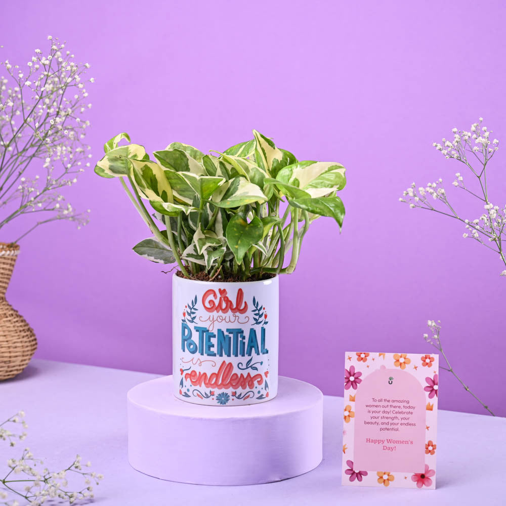 Ugaoo Money Plant N'joy in Ceramic Pot Women's Day Gift - view 2