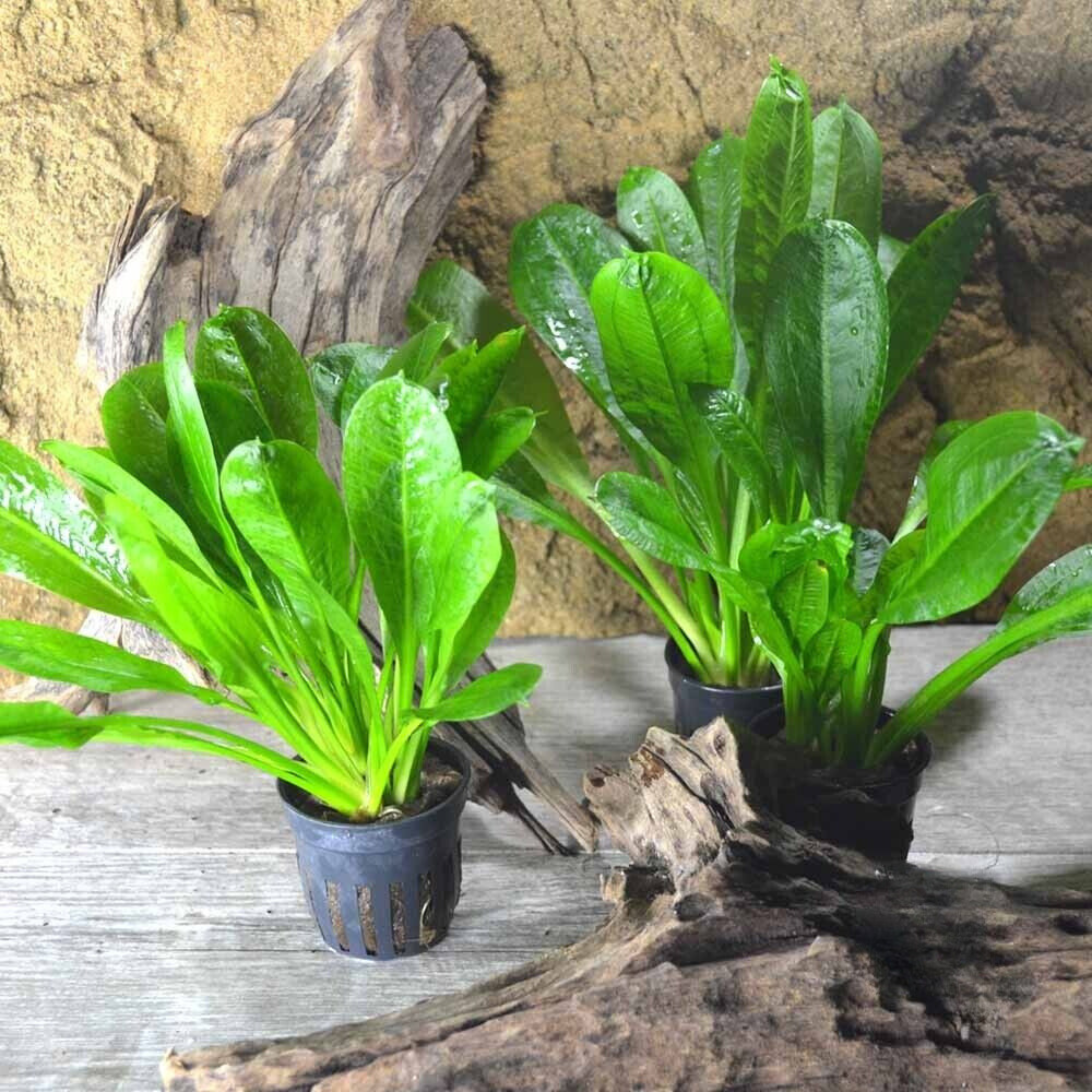 MRWP Echinodorus Wild Grass Aquarium Live Plant - view 2