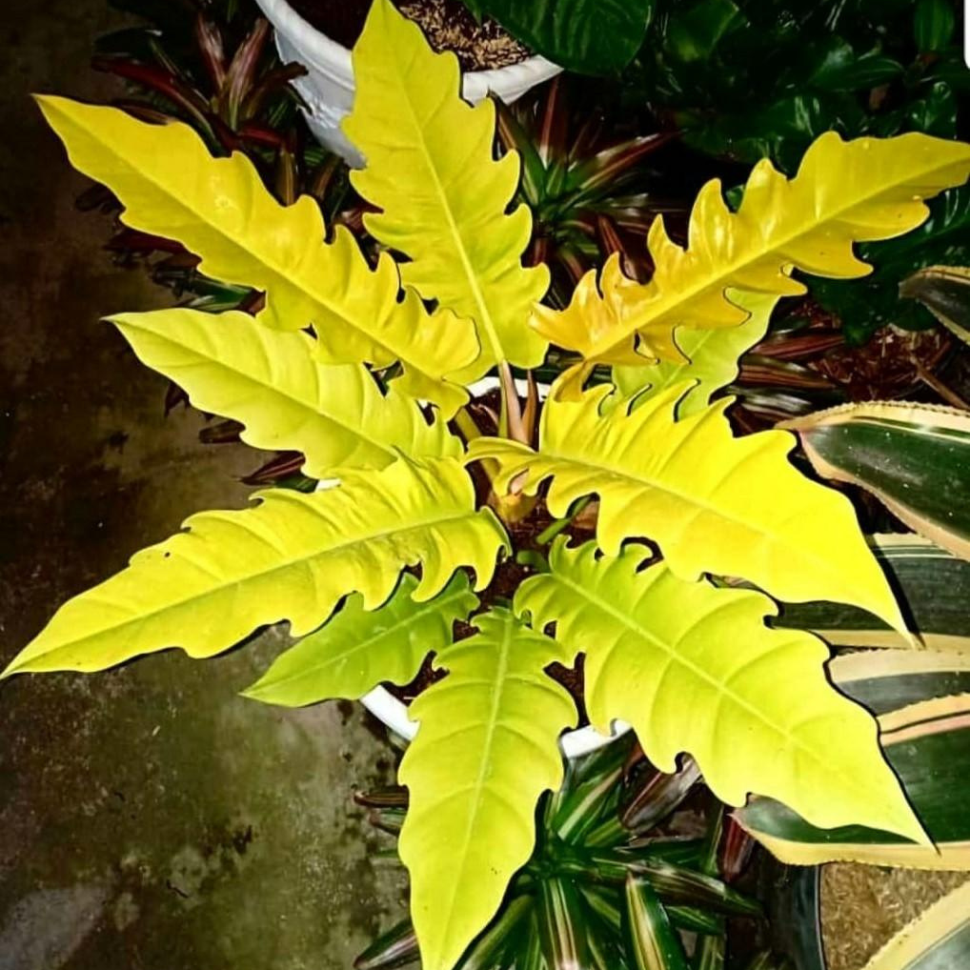 DZ Philodendron 'Golden Serratum' Indoor/Outdoor Live Plant - view 2
