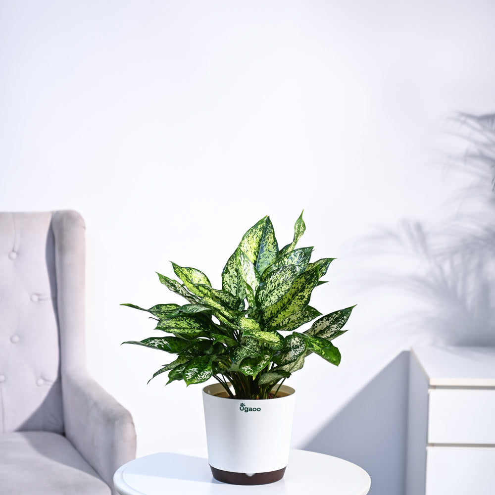 Ugaoo Aglaonema Snow White Plant - view 13