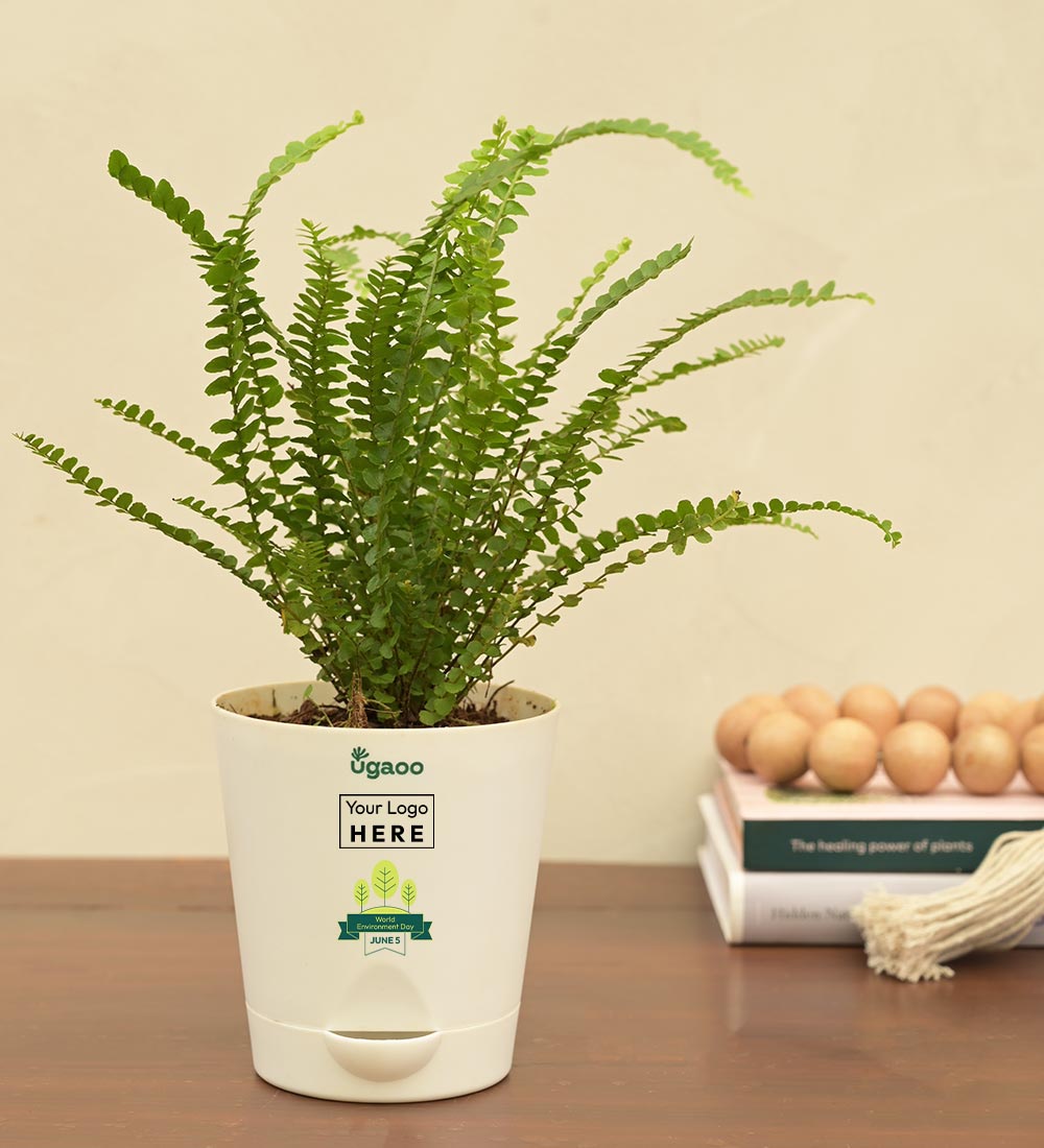 Ugaoo Fern Button Plant For Environment Day Gifting