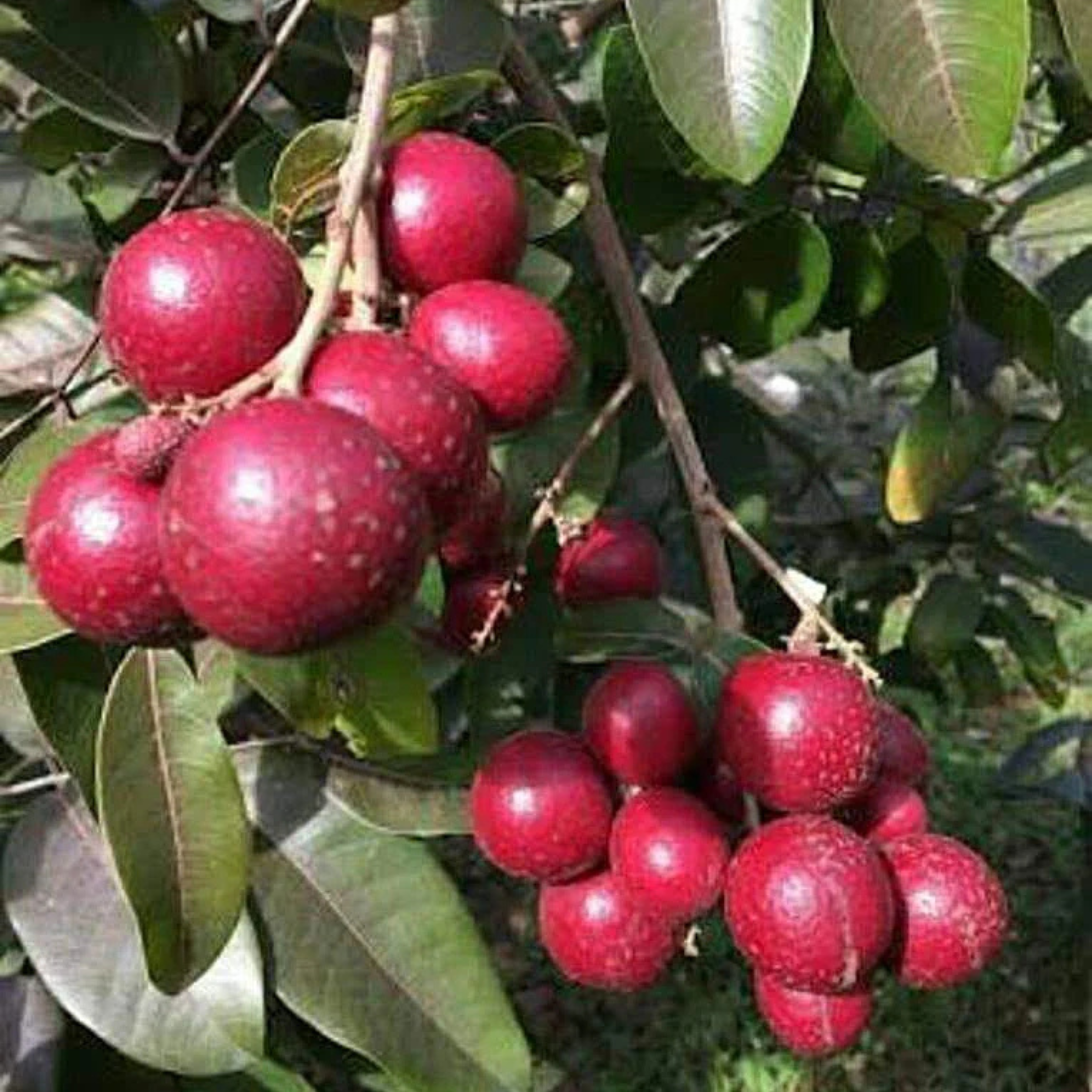 VL Ruby Longan (Dimocarpus longan) Fruit Live Plant - view 2
