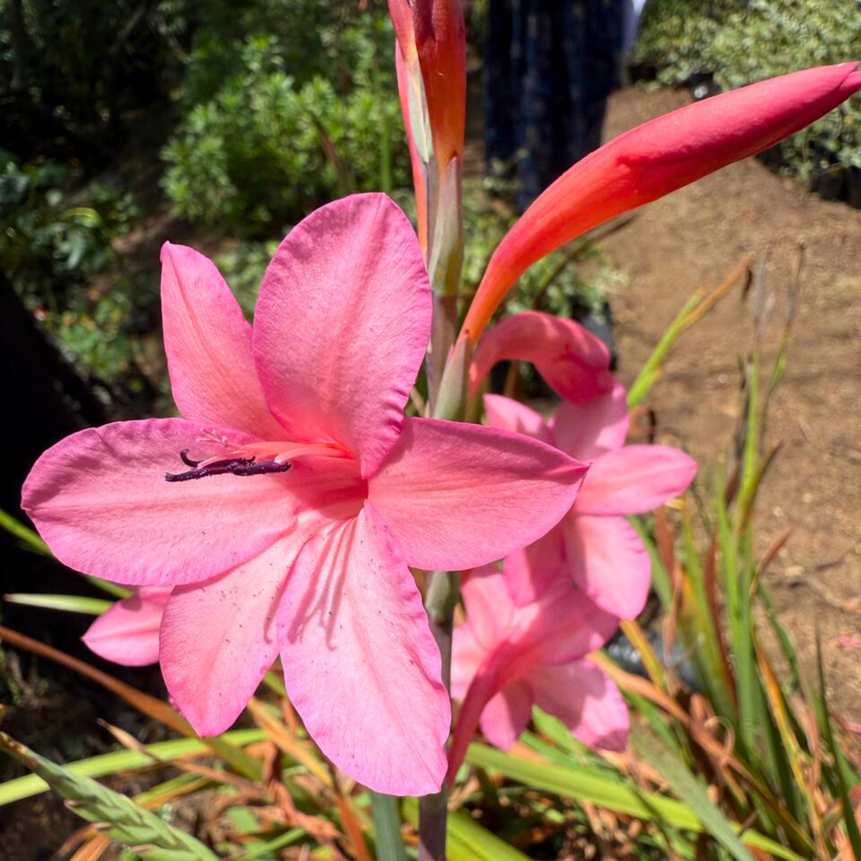 MR Pink Iris (Iris germanica) Rare All Time Flowering Live Plant