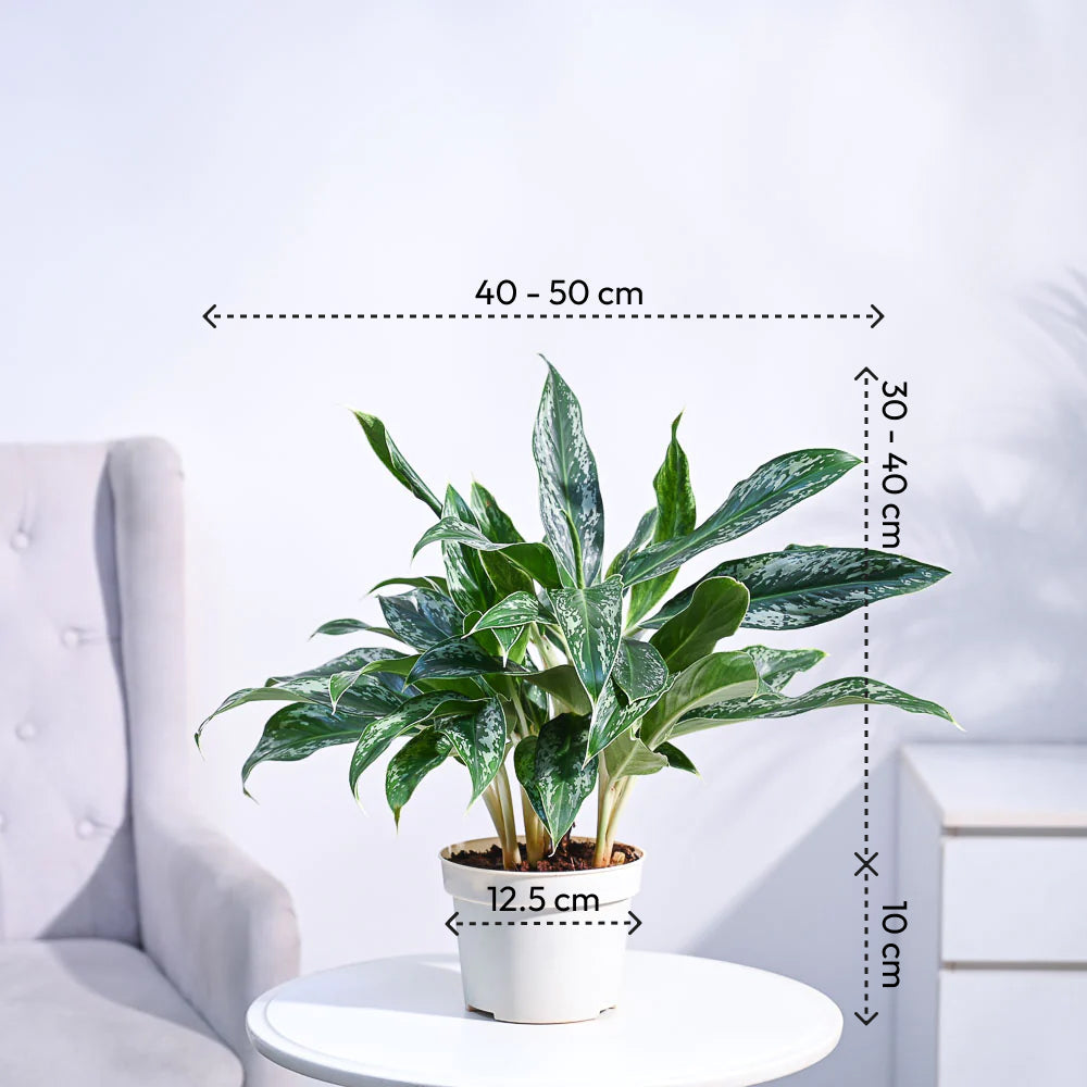 Ugaoo Aglaonema Queen Plant - view 56