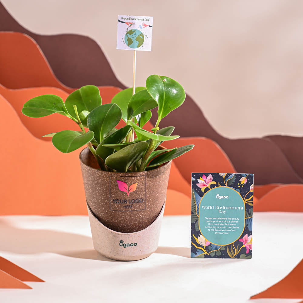 Ugaoo Peperomia Green Plant For Environment Day Gifting