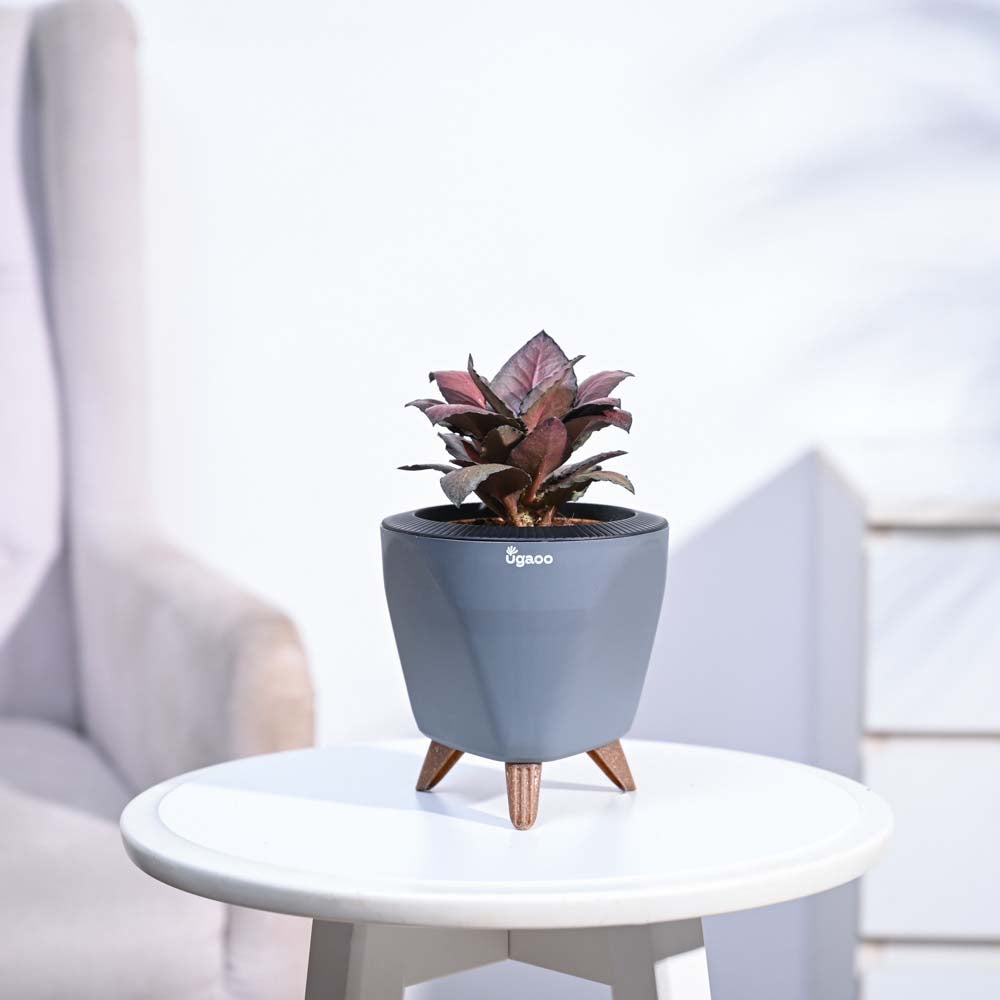 Ugaoo Red Euphorbia Plant