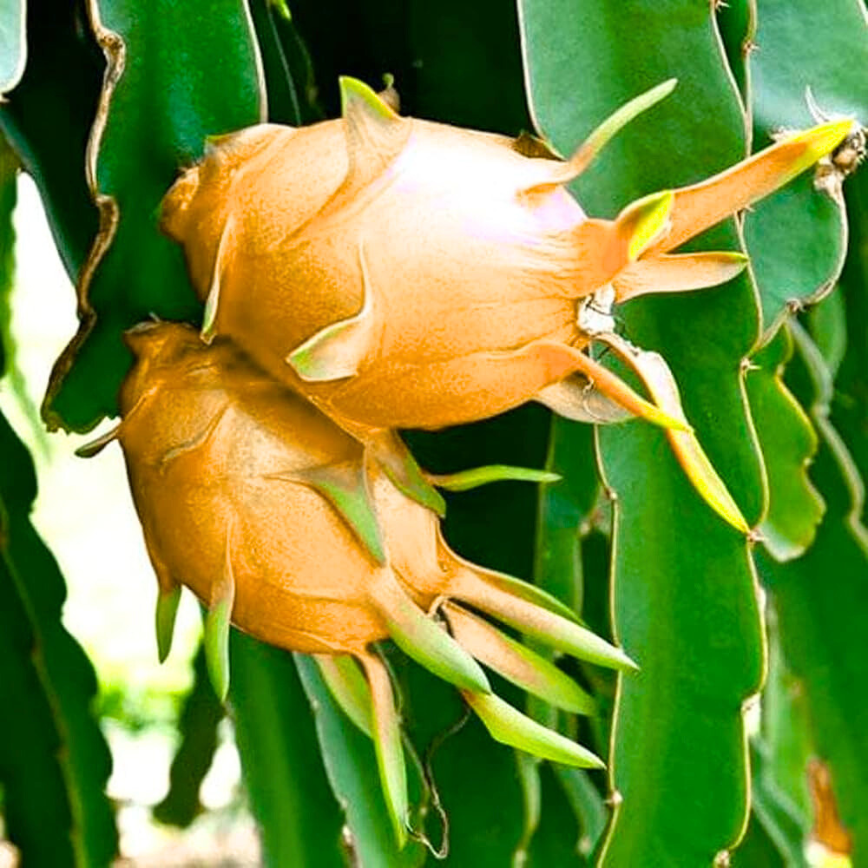DZ Hawaiian Orange Dragon Fruit Rare Grafted Live Plant - view 2