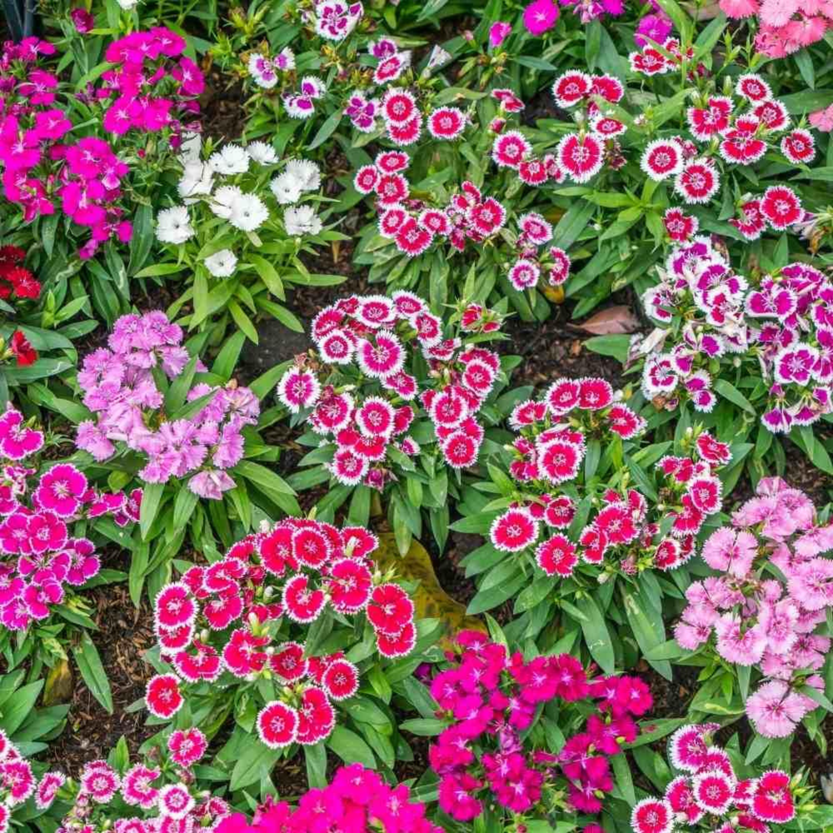 DZ Dianthus Assorted 3 Colour Combo Flowering Live Plant