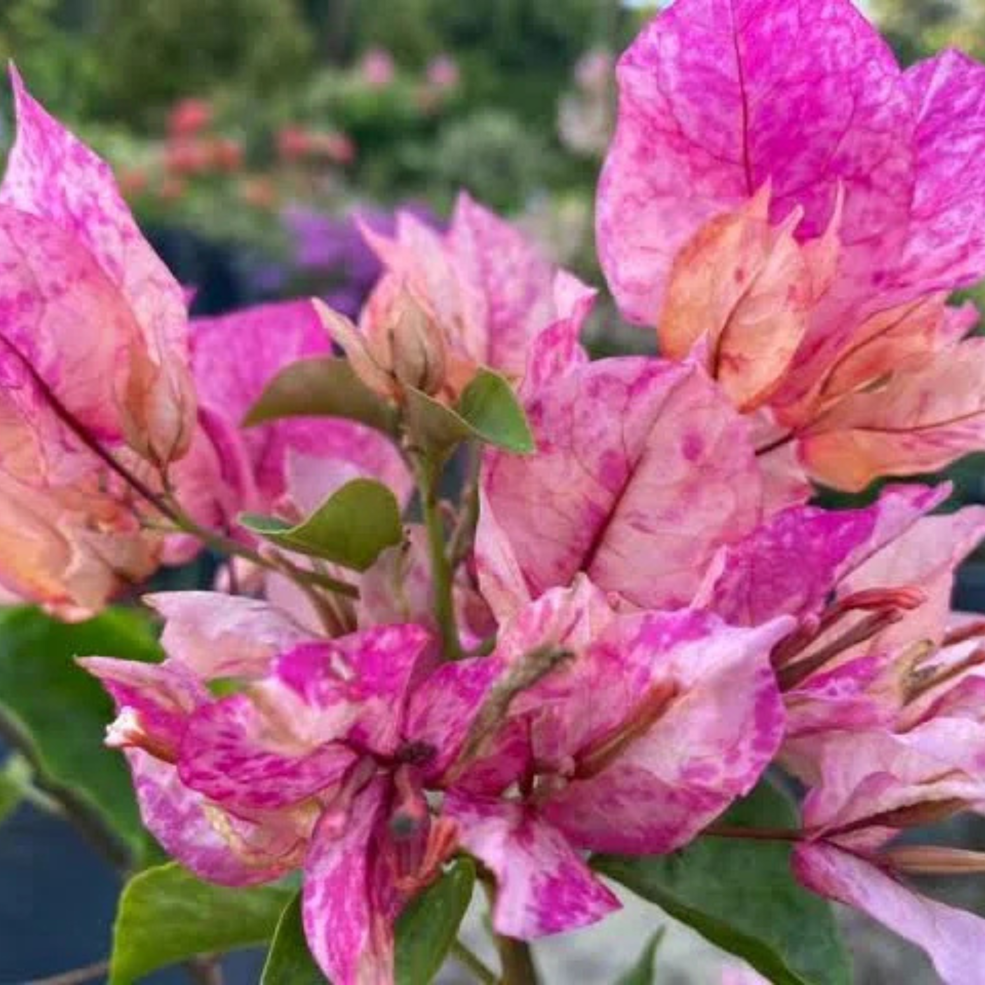 DZ Bougainvillea Arjuna (Paper Flower) Rare Flowering Live Plant