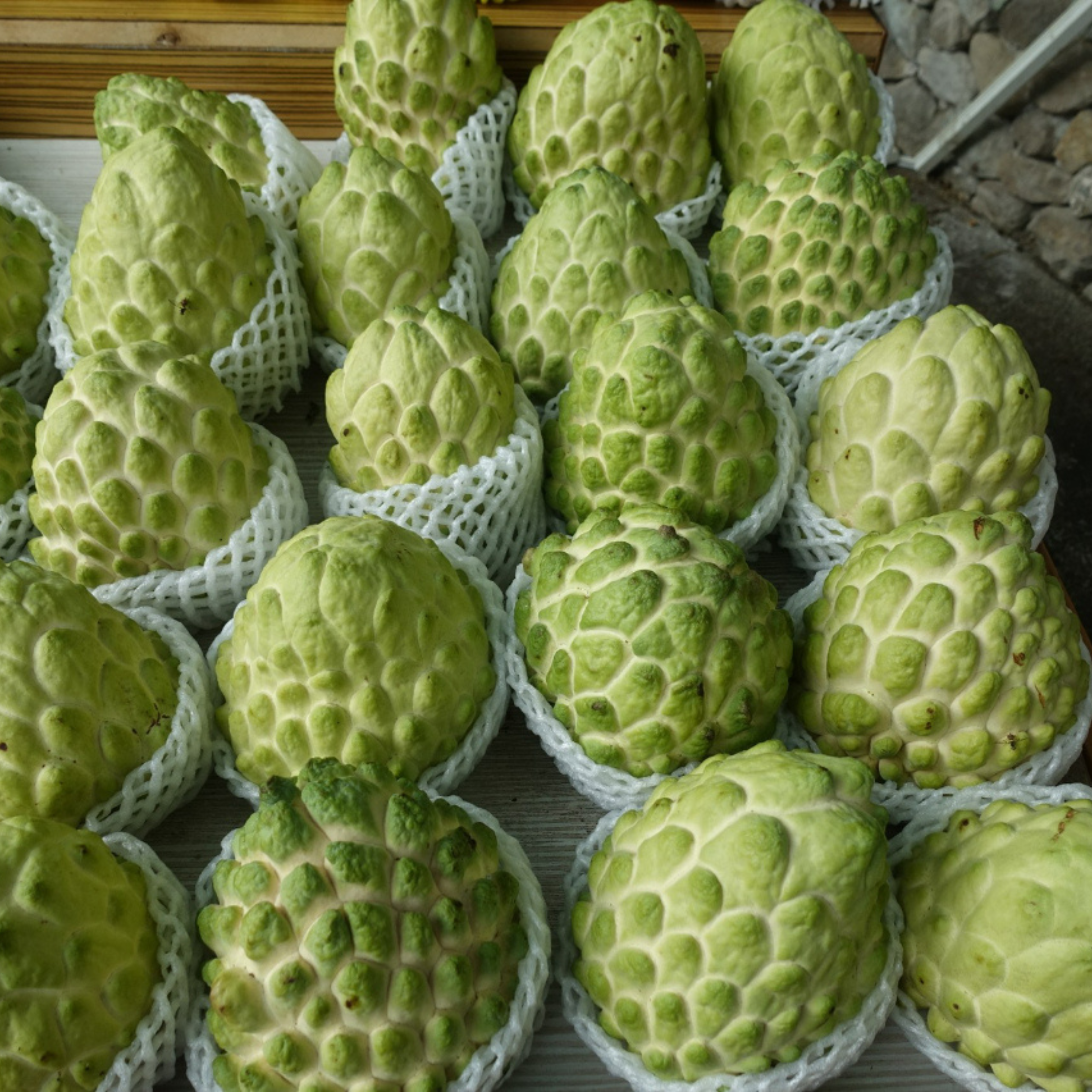 VL Taiwan Sugar Apple Grafted Fruit Live Plant