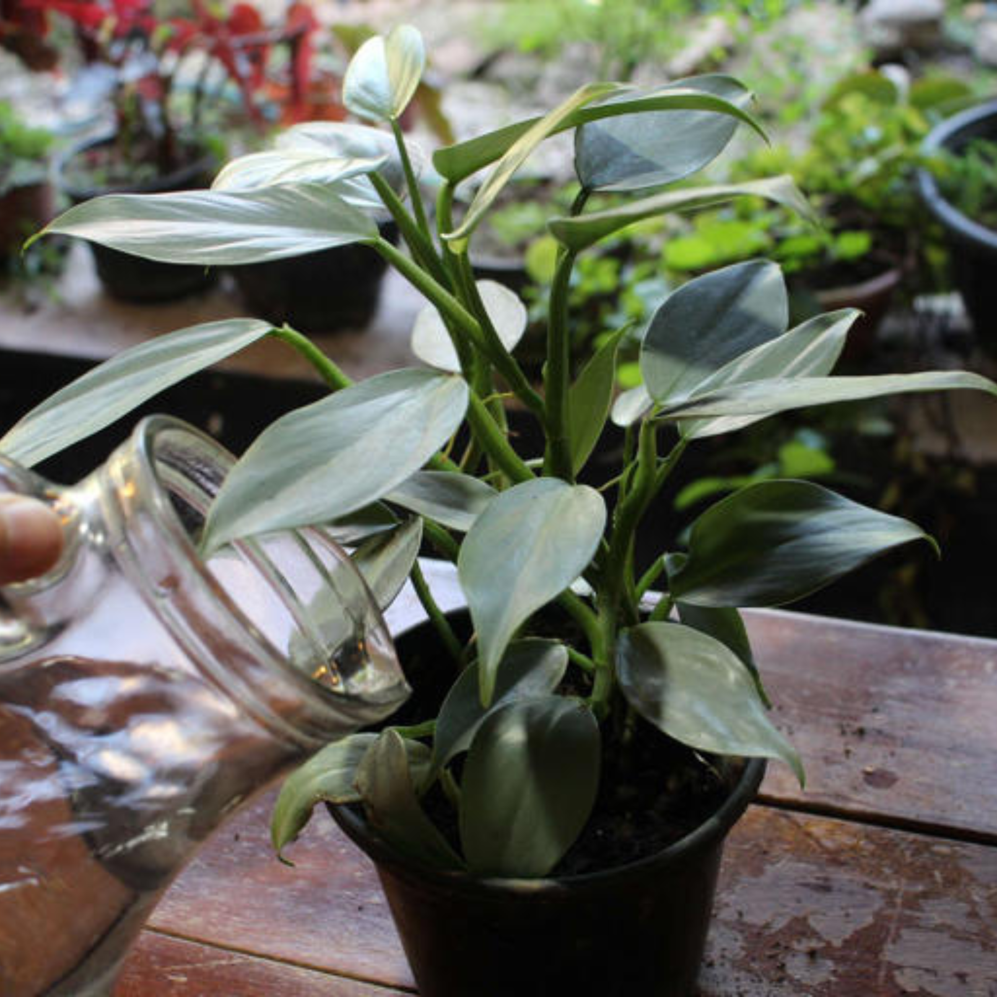 MR Philodendron Hastatum Indoor / Outdoor Live Plant - view 2