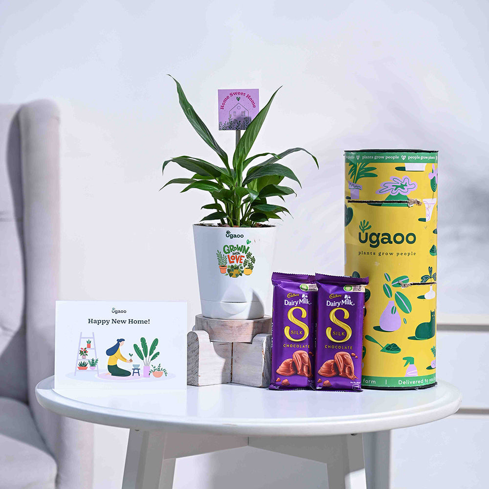 Ugaoo Peace Lily Housewarming Gift Hamper