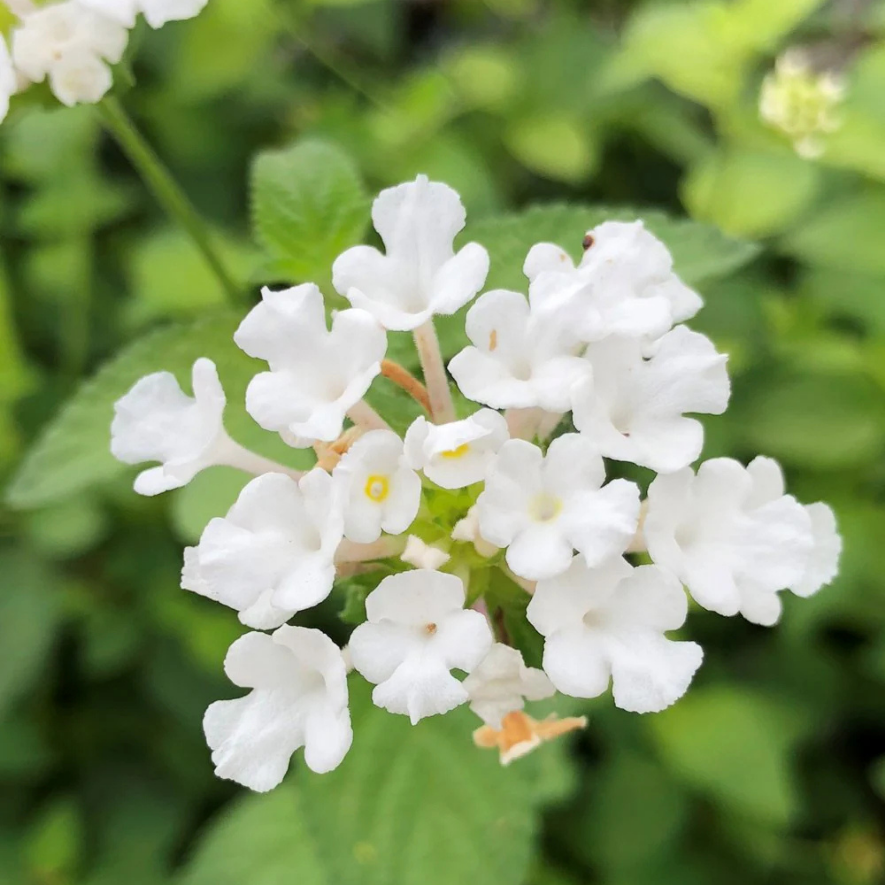 MR Lantana Flowering Plants Combo